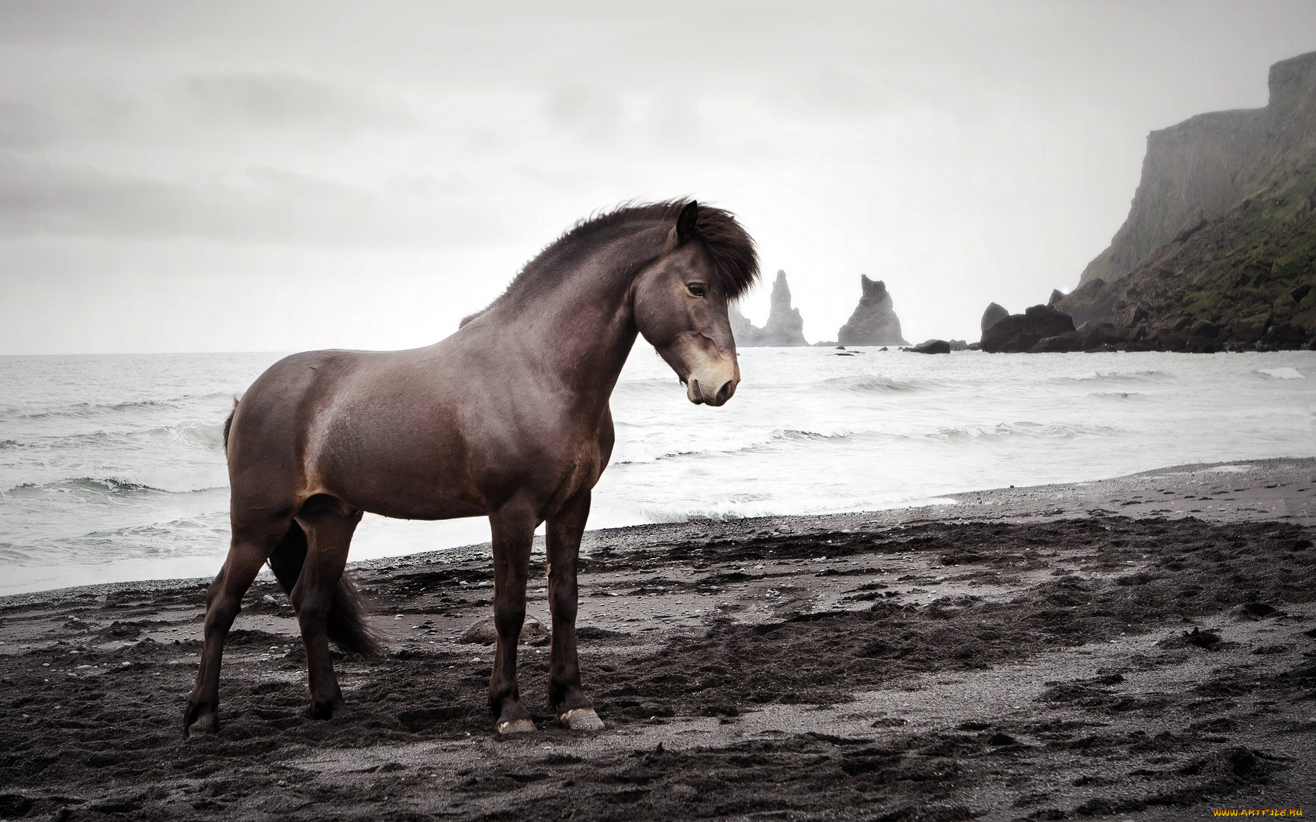 животные, лошади, море, конь, природа
