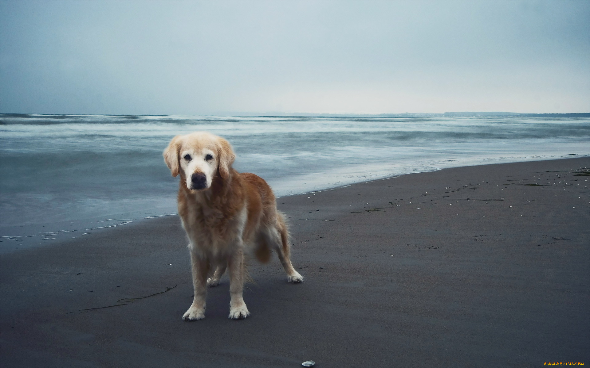 животные, собаки, взгляд, песок, друг, море, собака