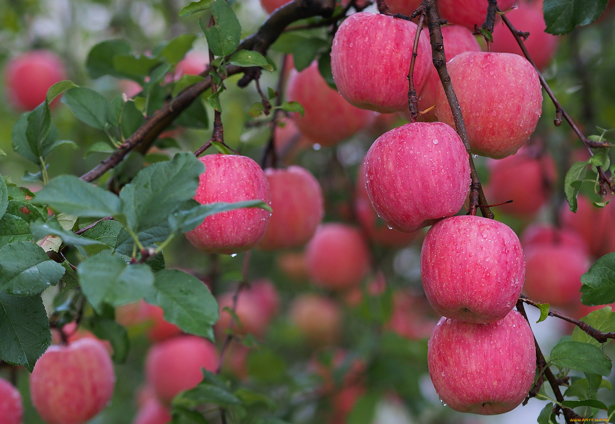 природа, плоды, капли, яблоки