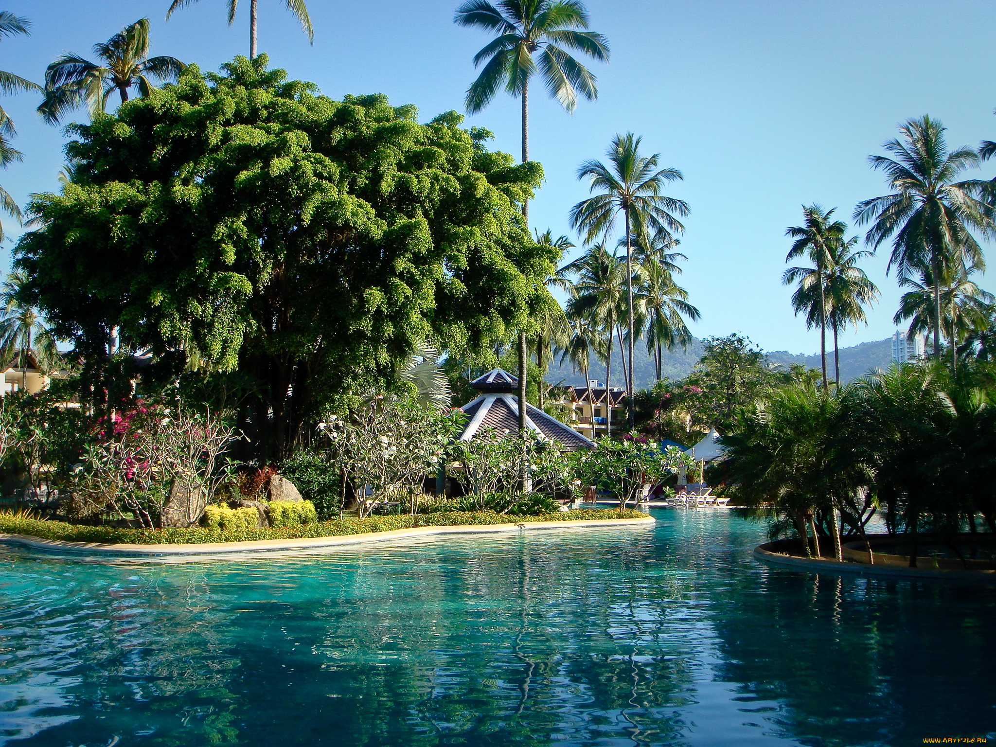 phuket, thailand, природа, тропики, парк, водоем, растения