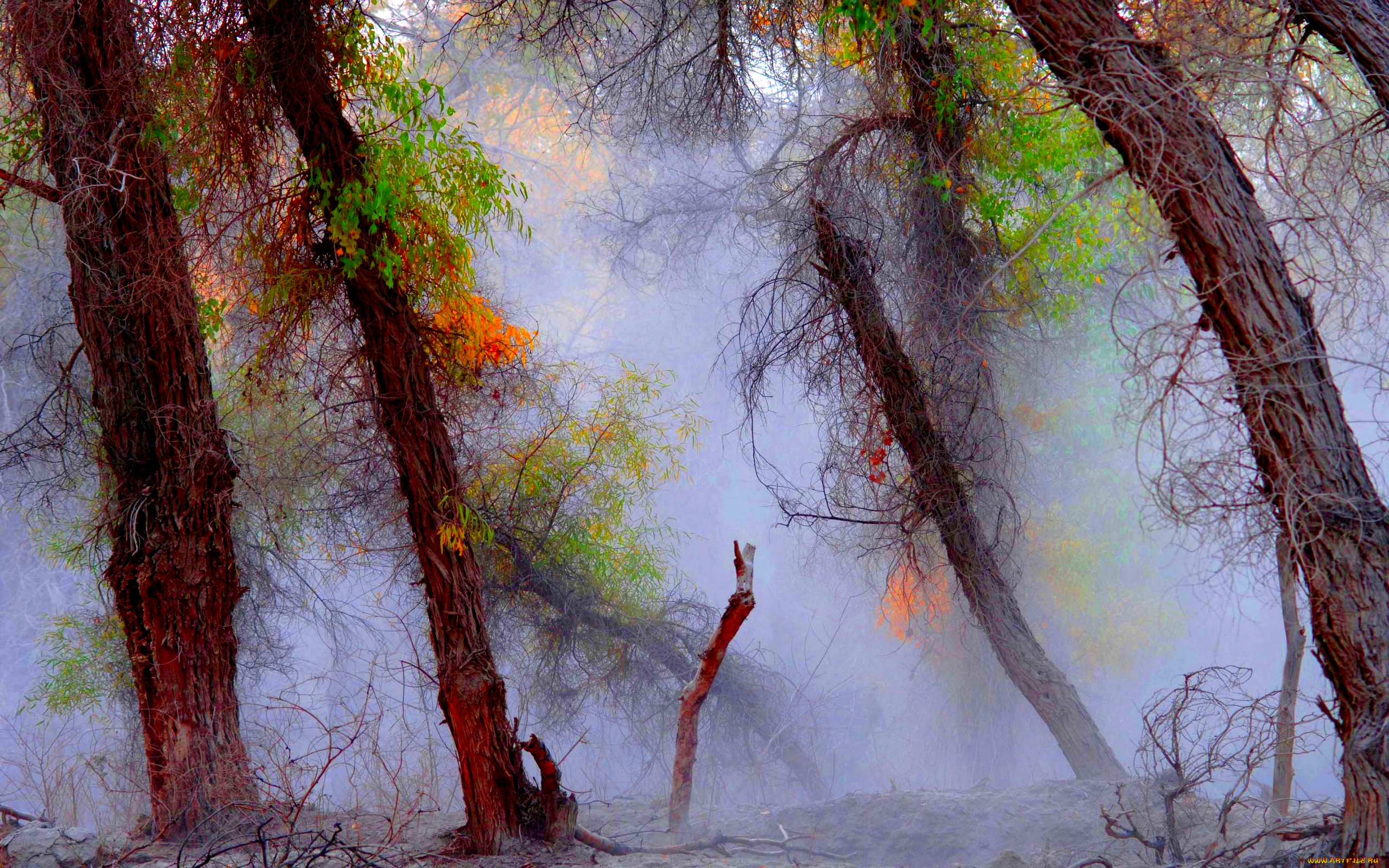природа, лес, туман, стволы, свет