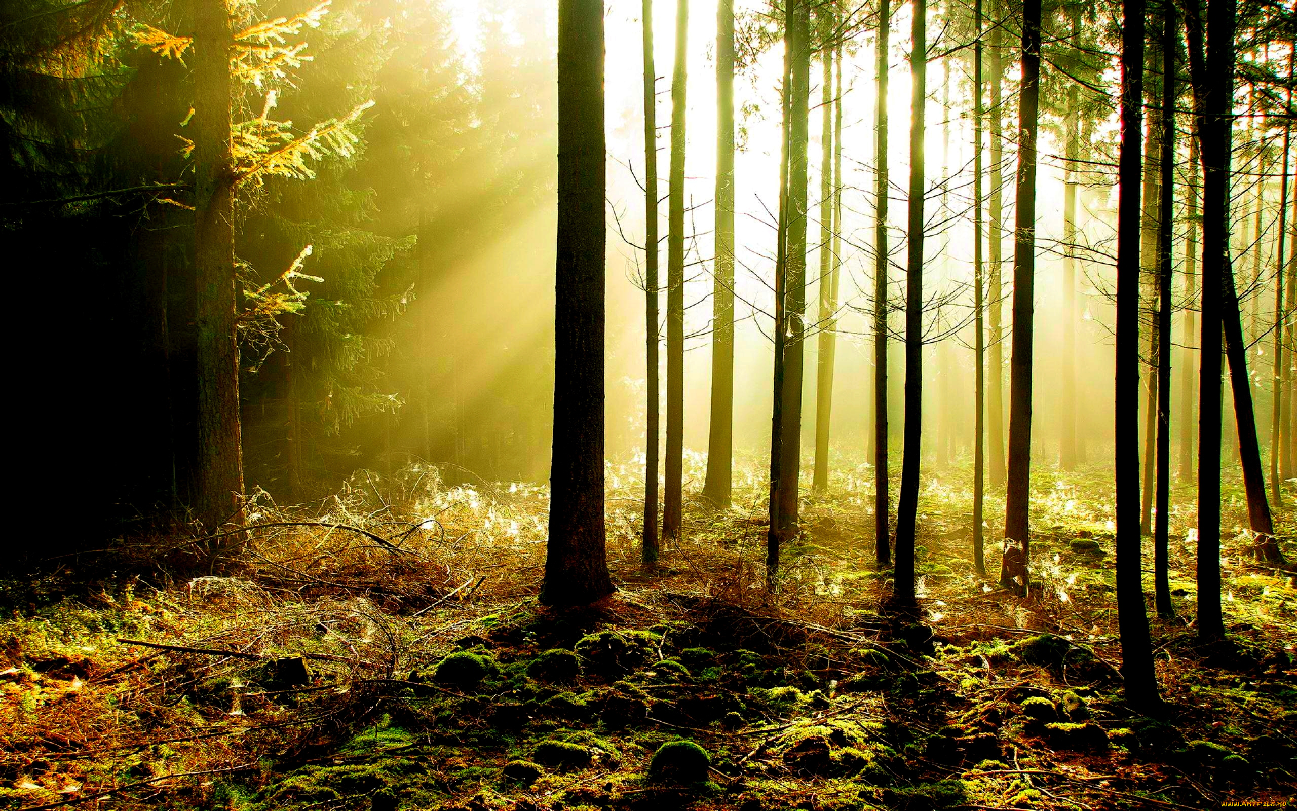 природа, лес, туман, стволы, свет