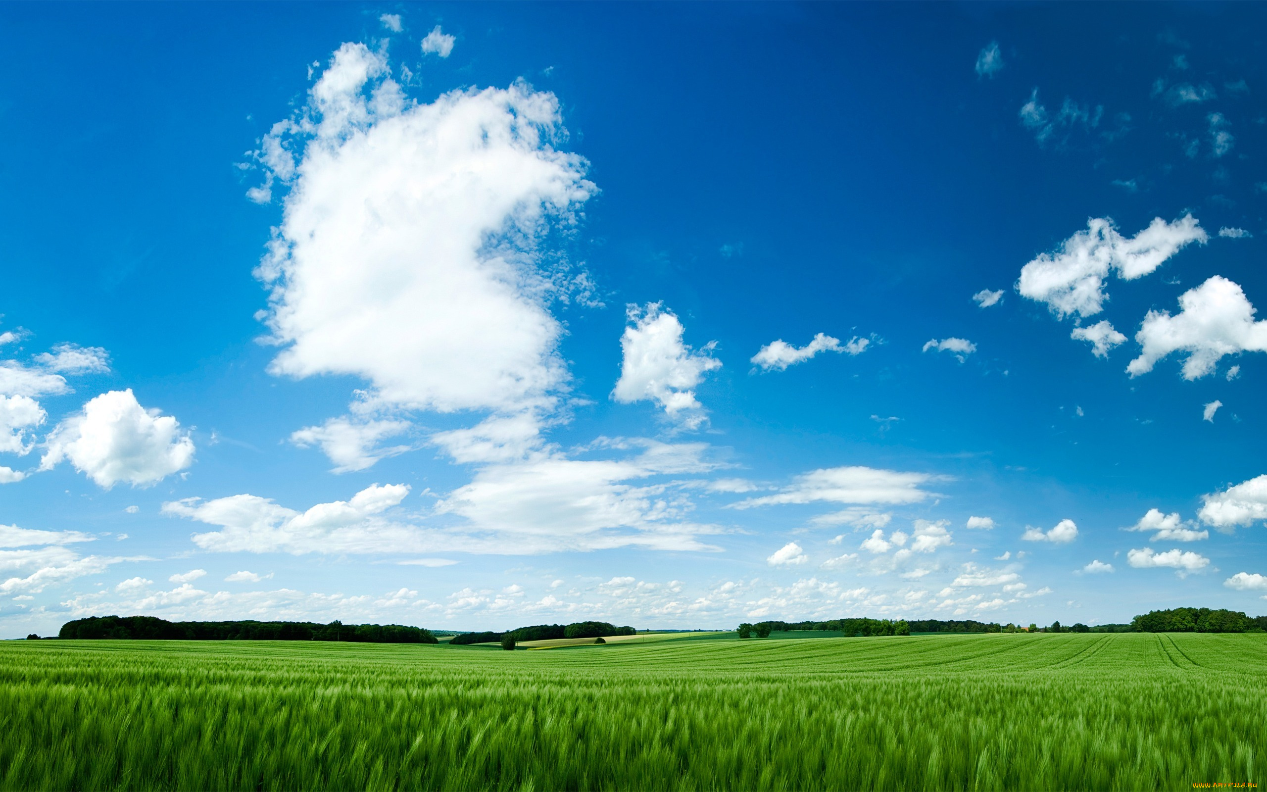 природа, поля, облака, пшеница, поле, небо