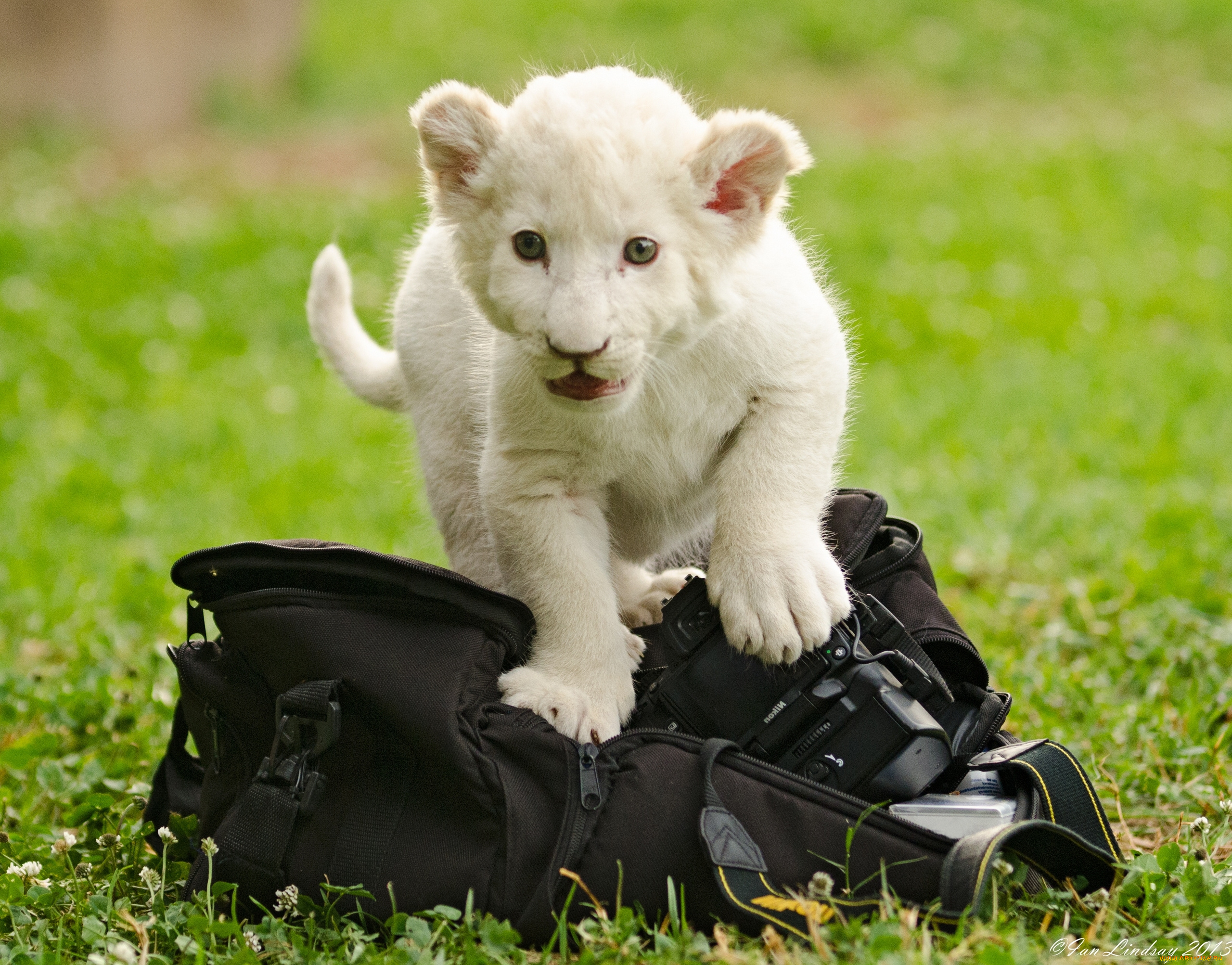животные, львы, котёнок, львёнок, сумка