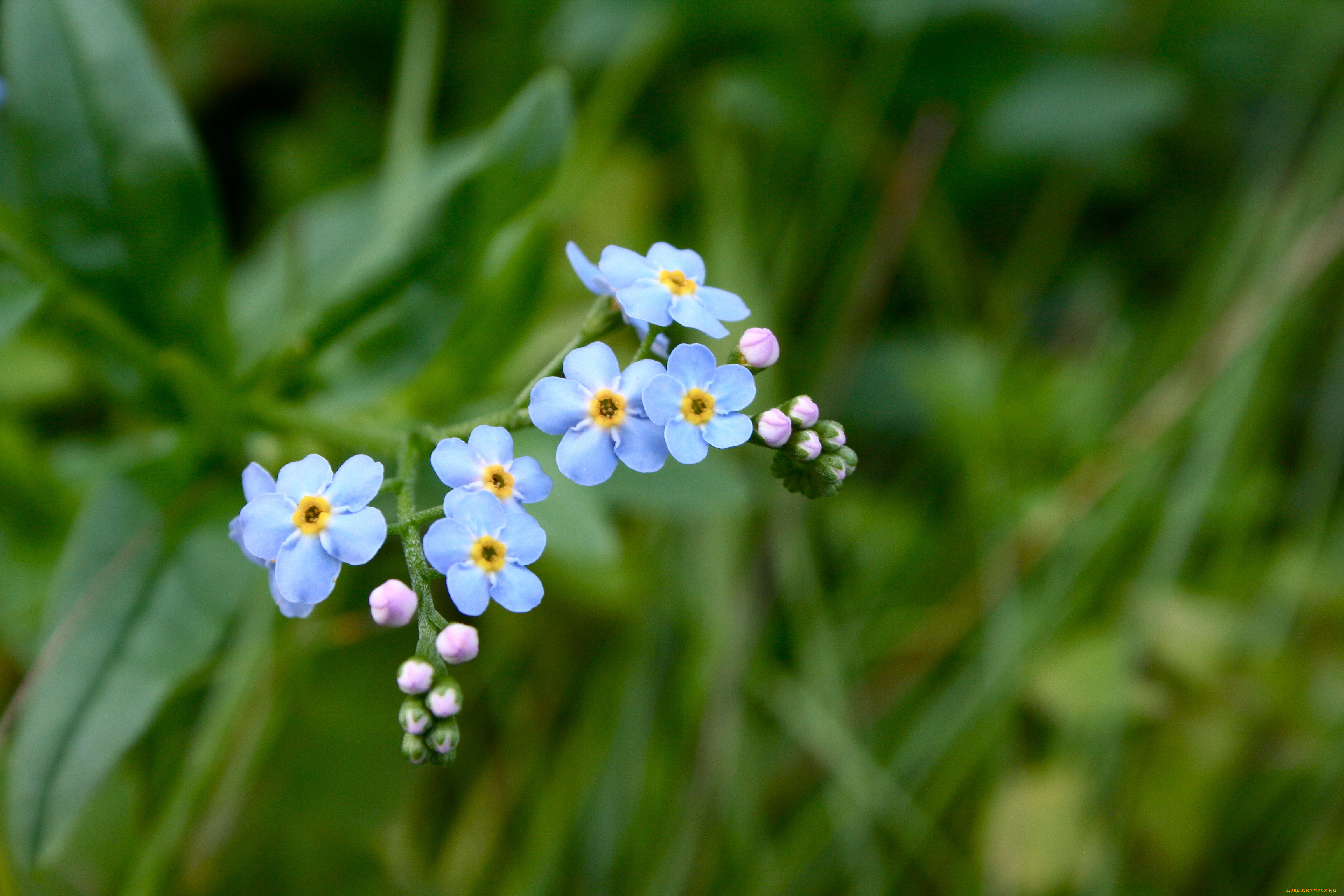 Цветы природа незабудки синие скачать