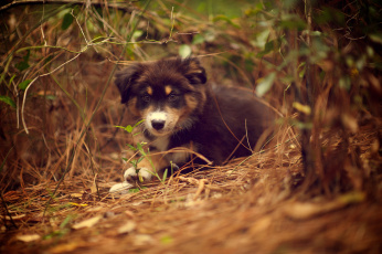 Картинка животные собаки ridley лежа собака щенок природа растение трава