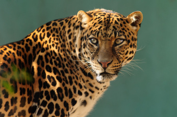 Картинка животные леопарды дикая кошка хищник