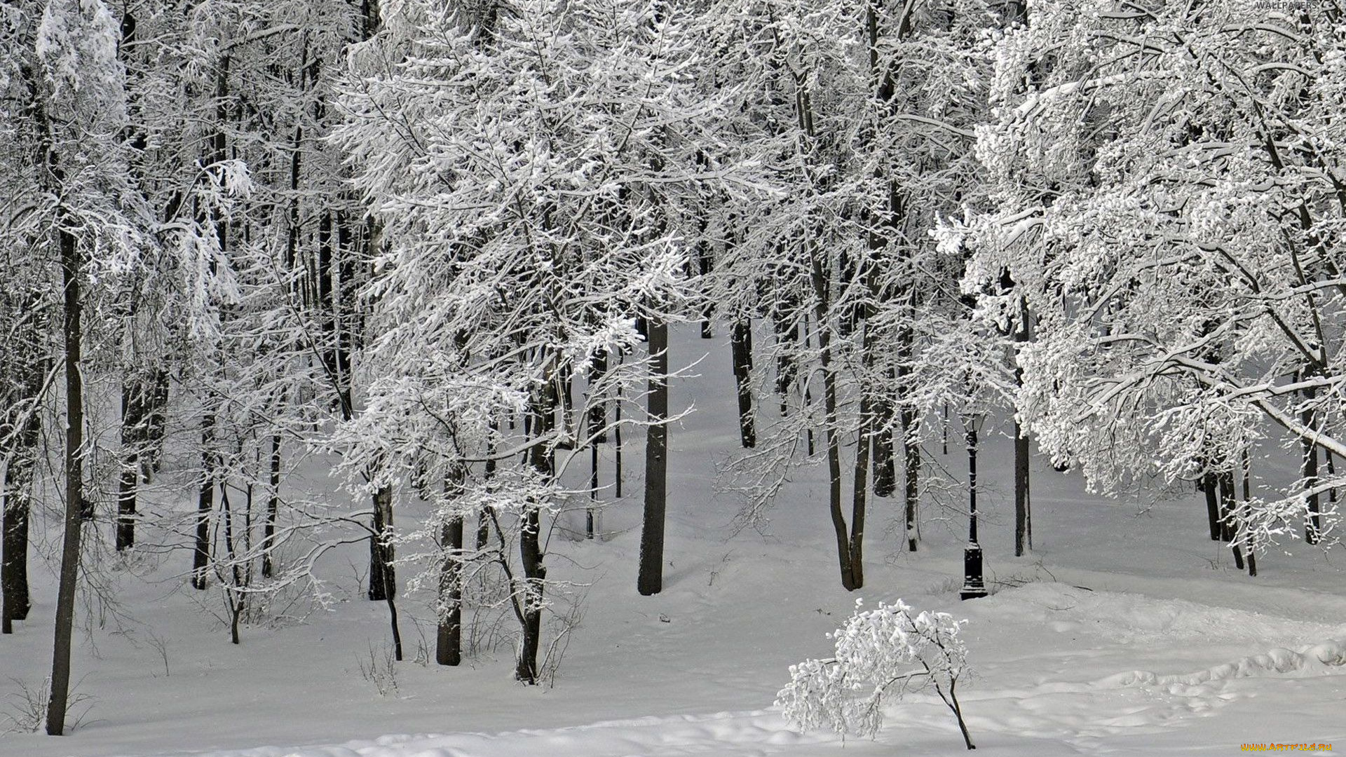 природа, лес, деревья, снег