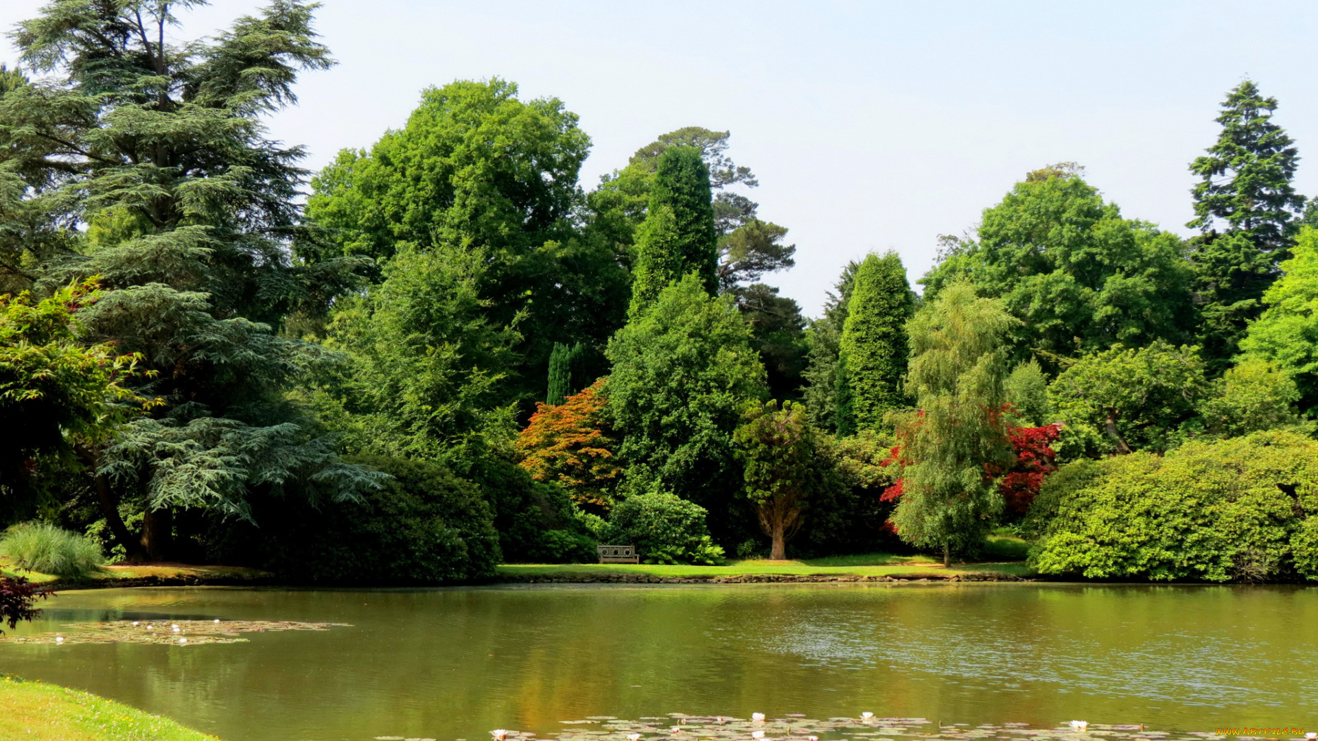 sheffield, park, garden, england, природа, парк, england, sheffield, park, garden, кусты, пруд, деревья