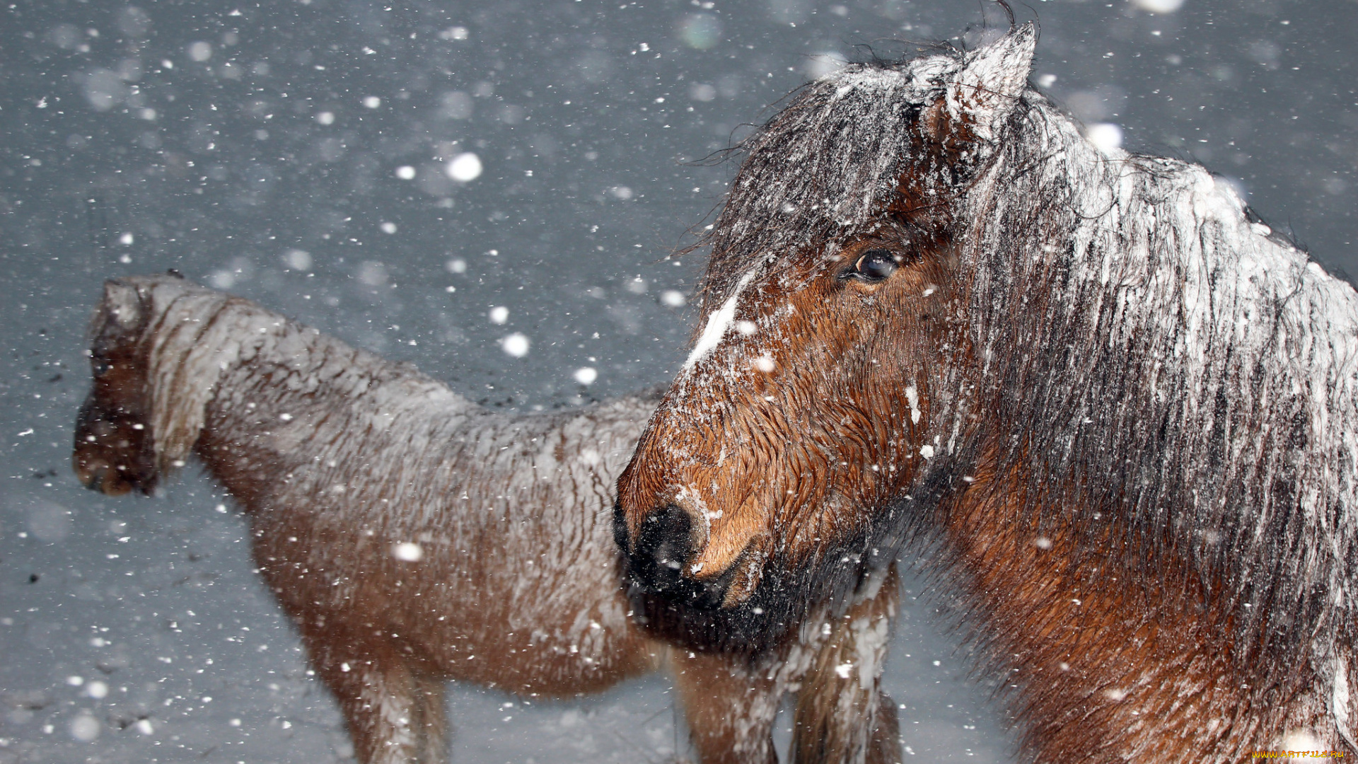животные, лошади, зима, снег, хлопья, ветер