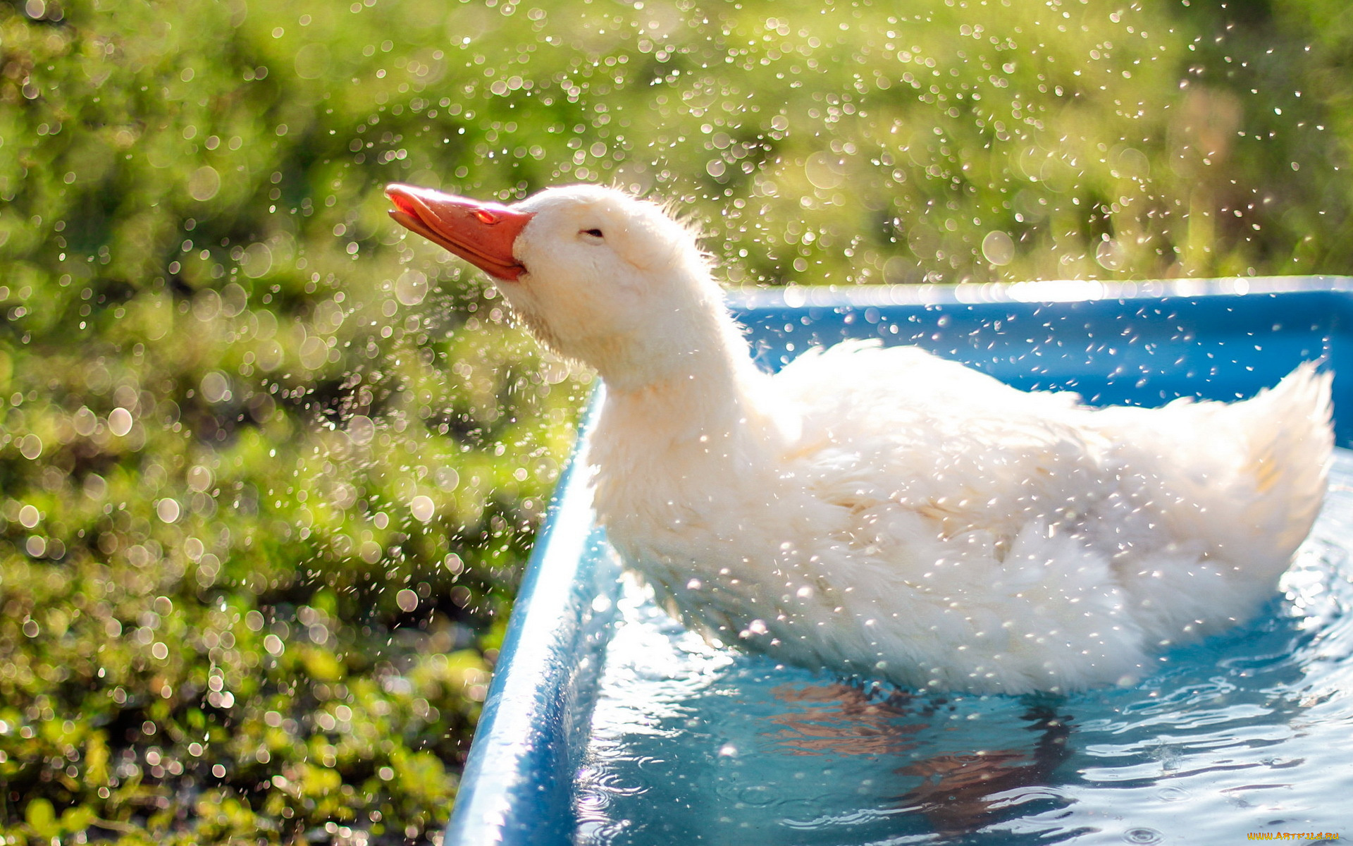 животные, утки, duck, refreshment, droplets, bokeh, animal