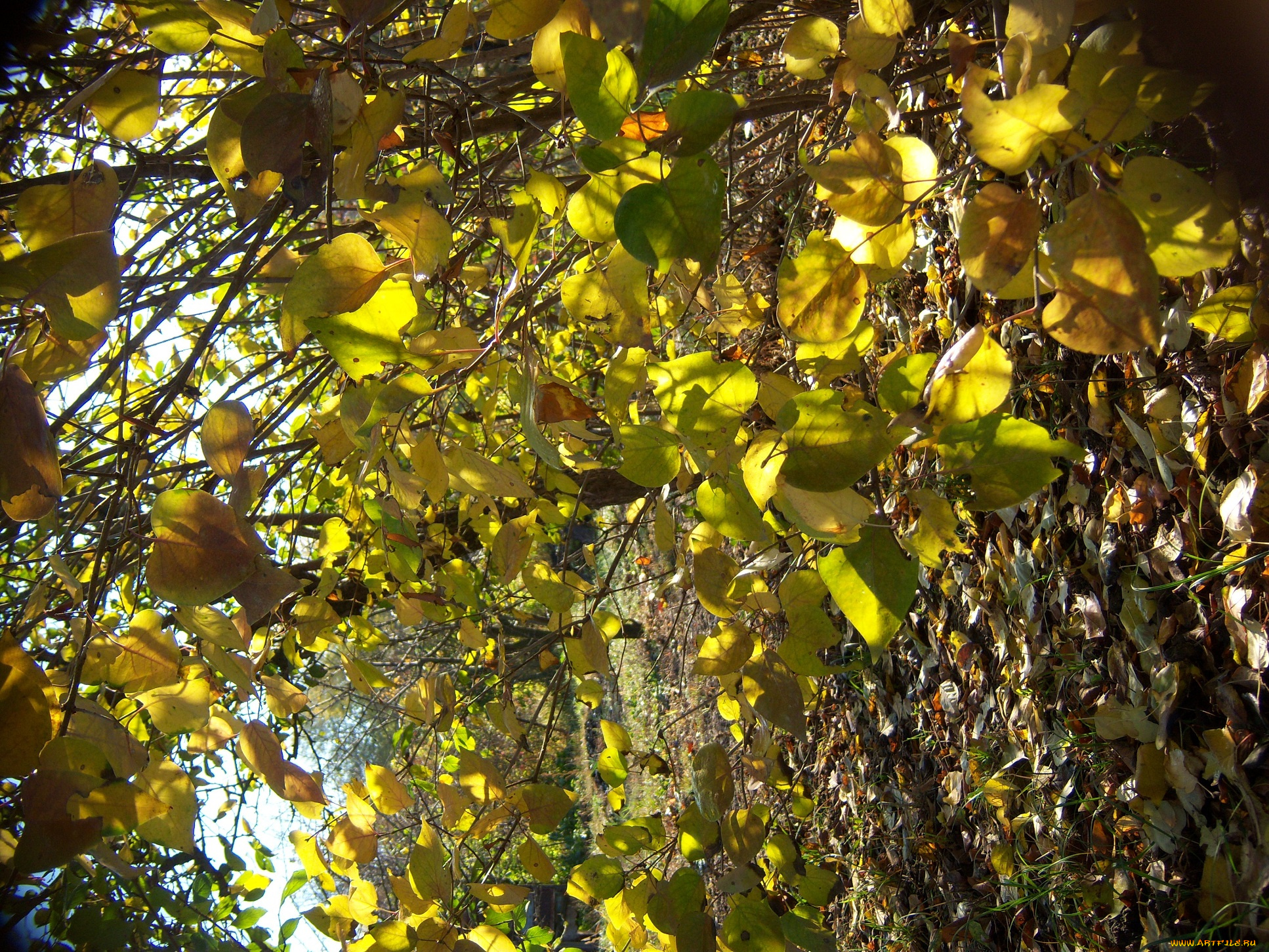 природа, листья, куст, сирень, осень, ветви, солнечно