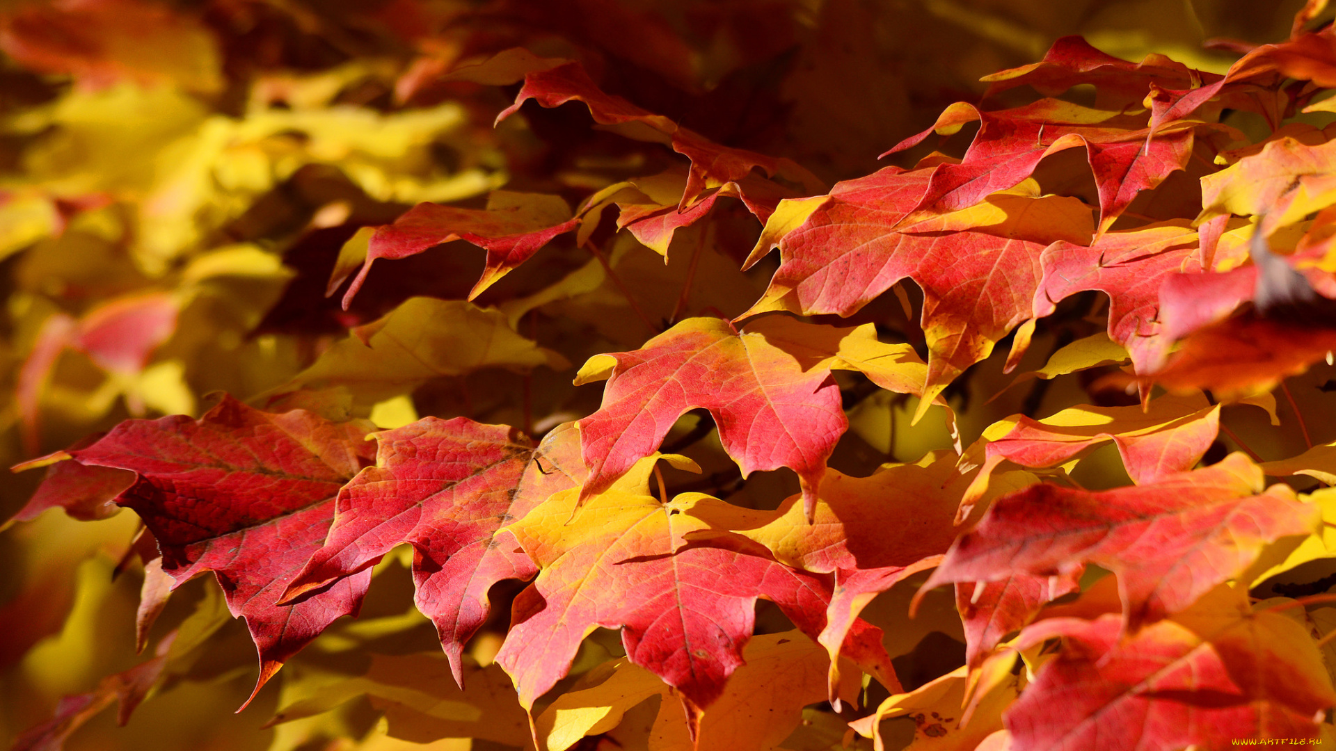 природа, листья, осень, клен, ковер