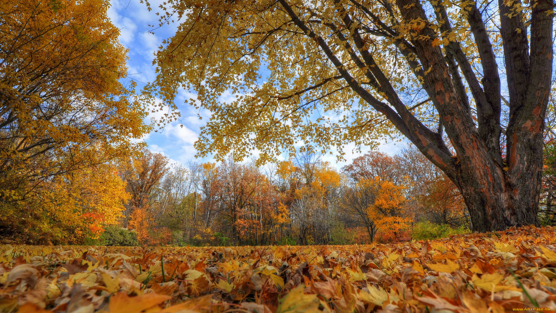природа, парк, небо, облака, деревья, листья, осень