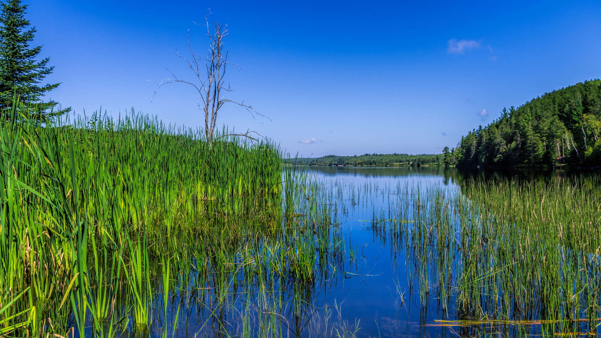 природа, реки, озера, река, лес