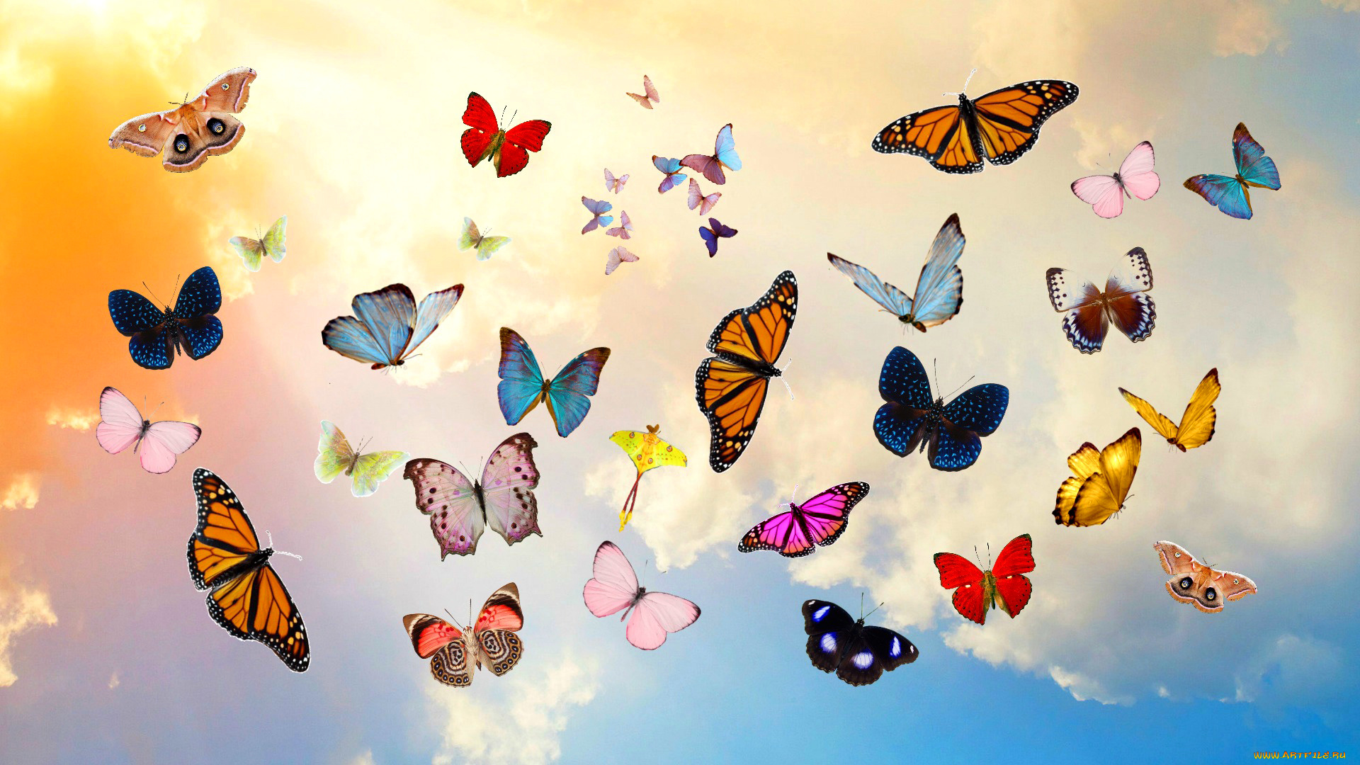 животные, бабочки, , мотыльки, , моли, небо, облака, коллаж