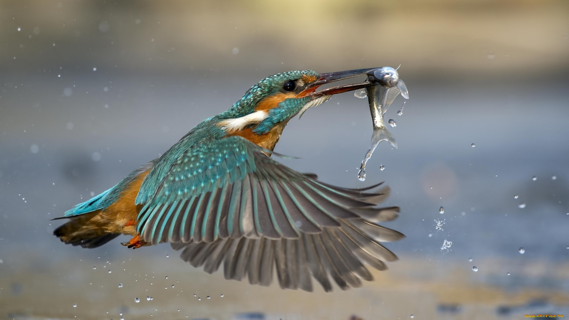 животные, зимородки, рыба, улов, вода, kingfisher, зимородок, птица