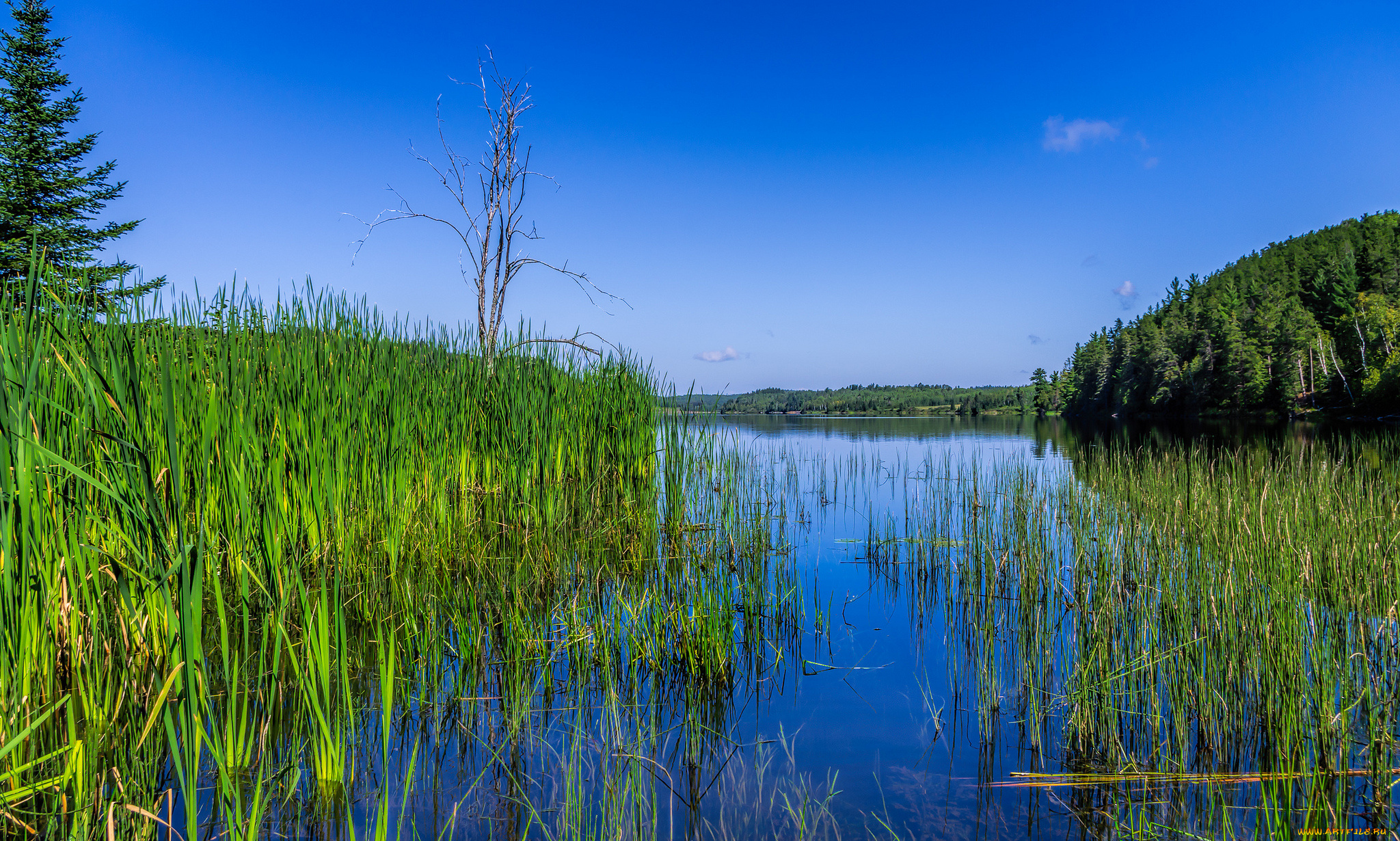 природа, реки, озера, река, лес