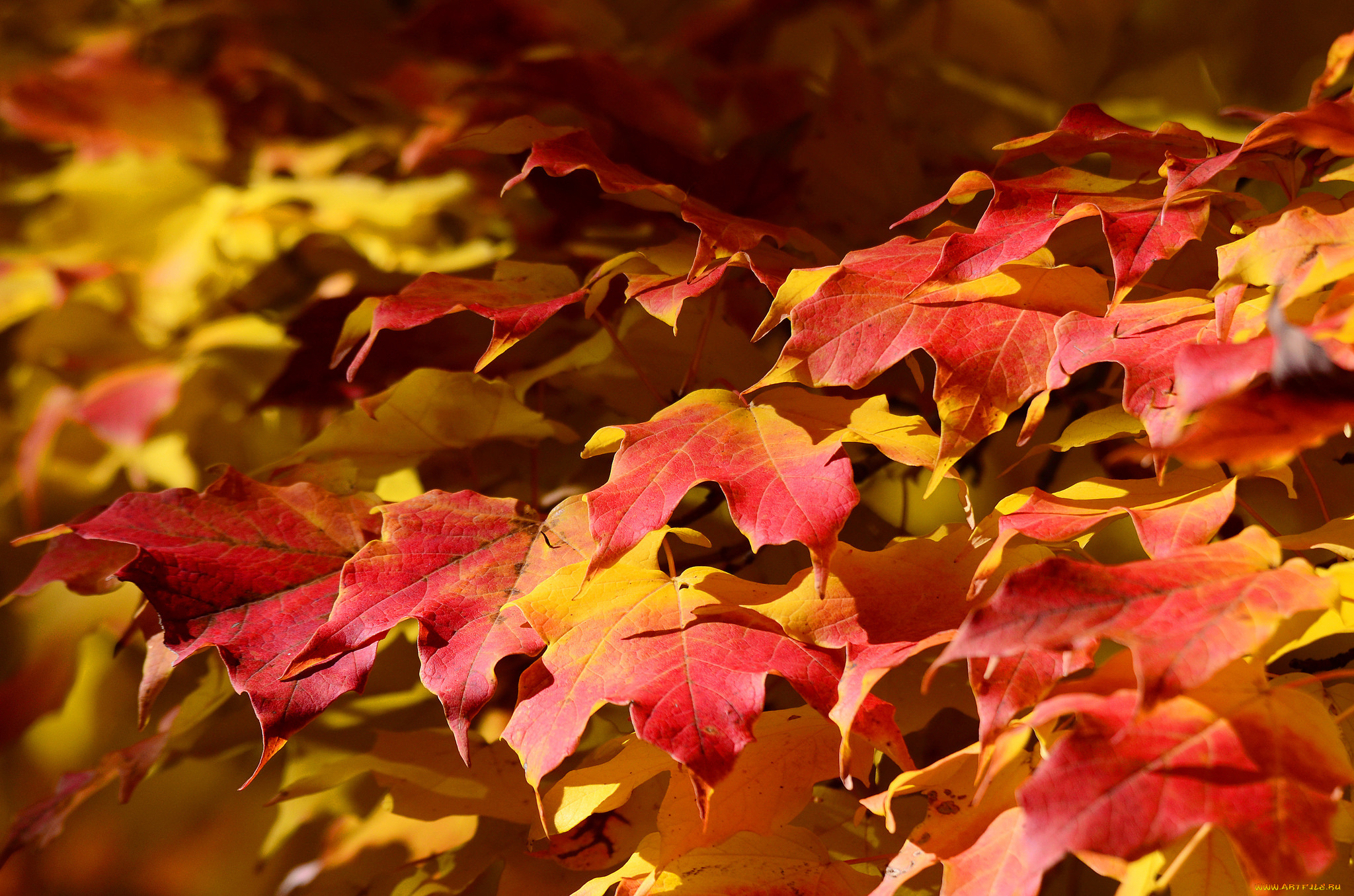 природа, листья, осень, клен, ковер