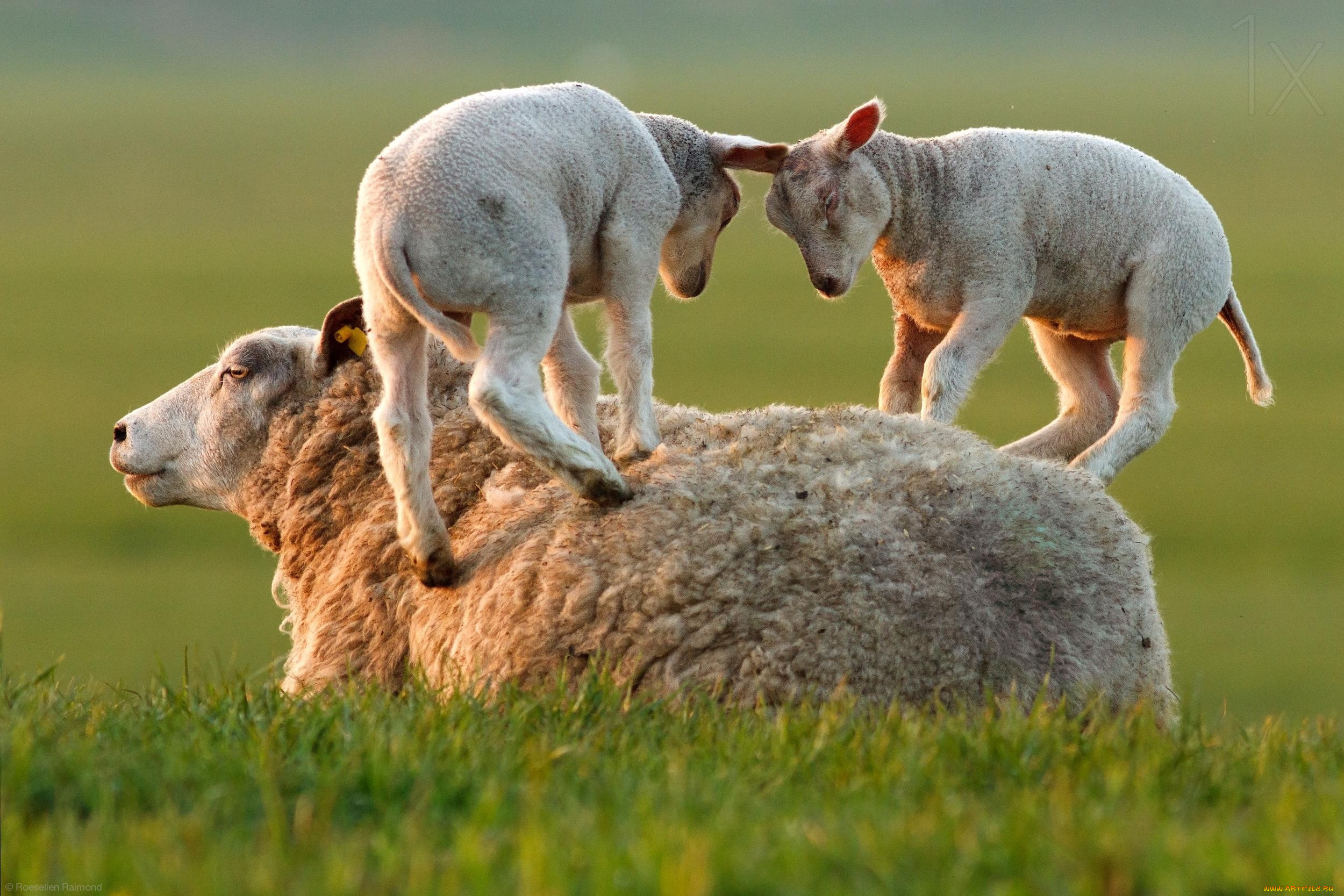 Animals org. Бордер-Лейстерские овцы. Баран овца ягненок. Овца с ягненком. Дикие овцы.
