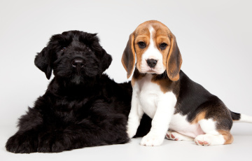 Картинка животные собаки щенки бигль черный пятнистый малыши