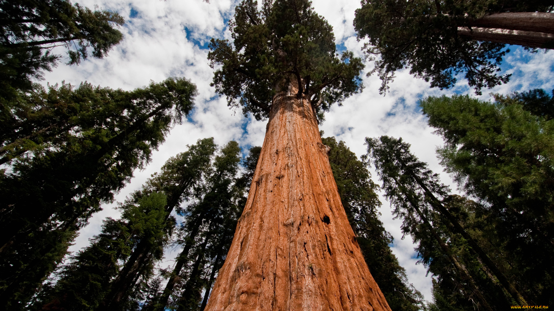 giant, sequoia, природа, деревья, дерево, национальный, парк, лес, giant, sequoia