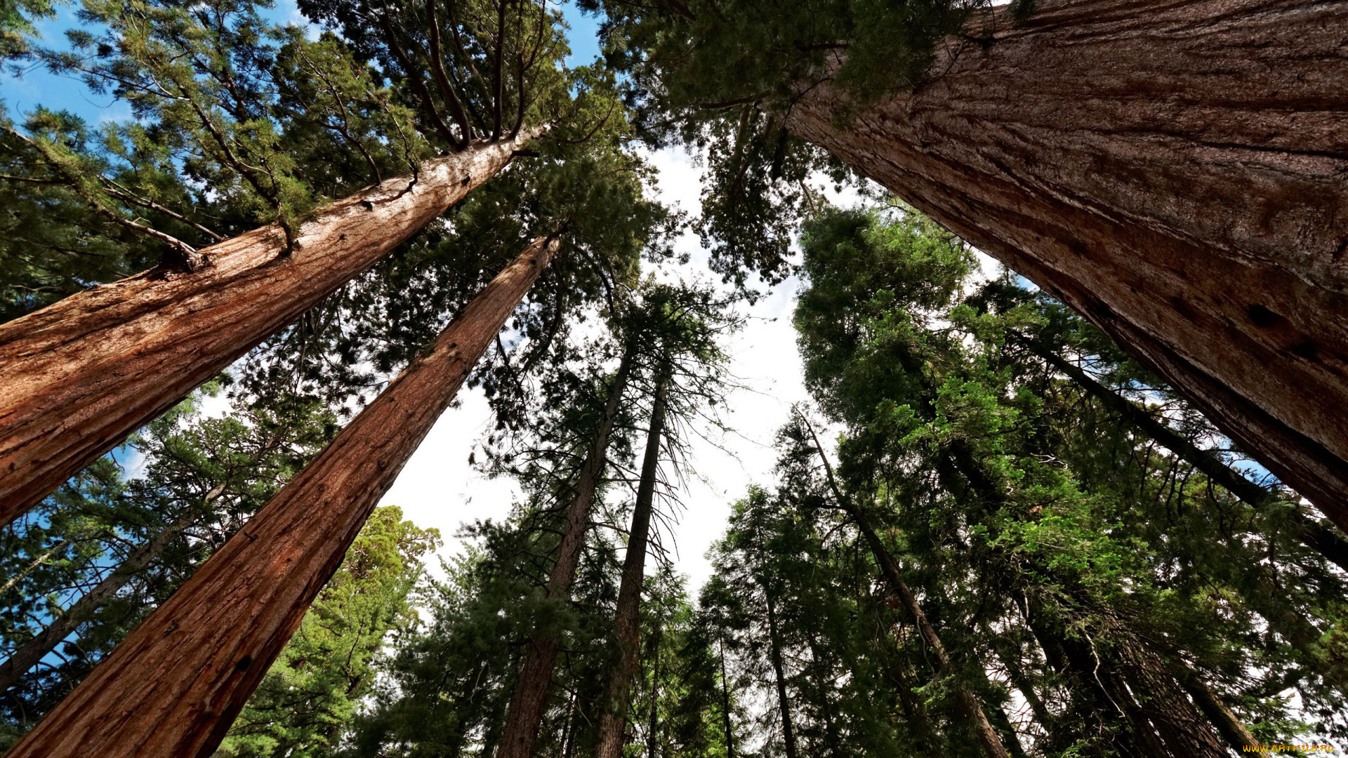 giant, sequoia, природа, деревья, лес, национальный, парк, дерево, giant, sequoia