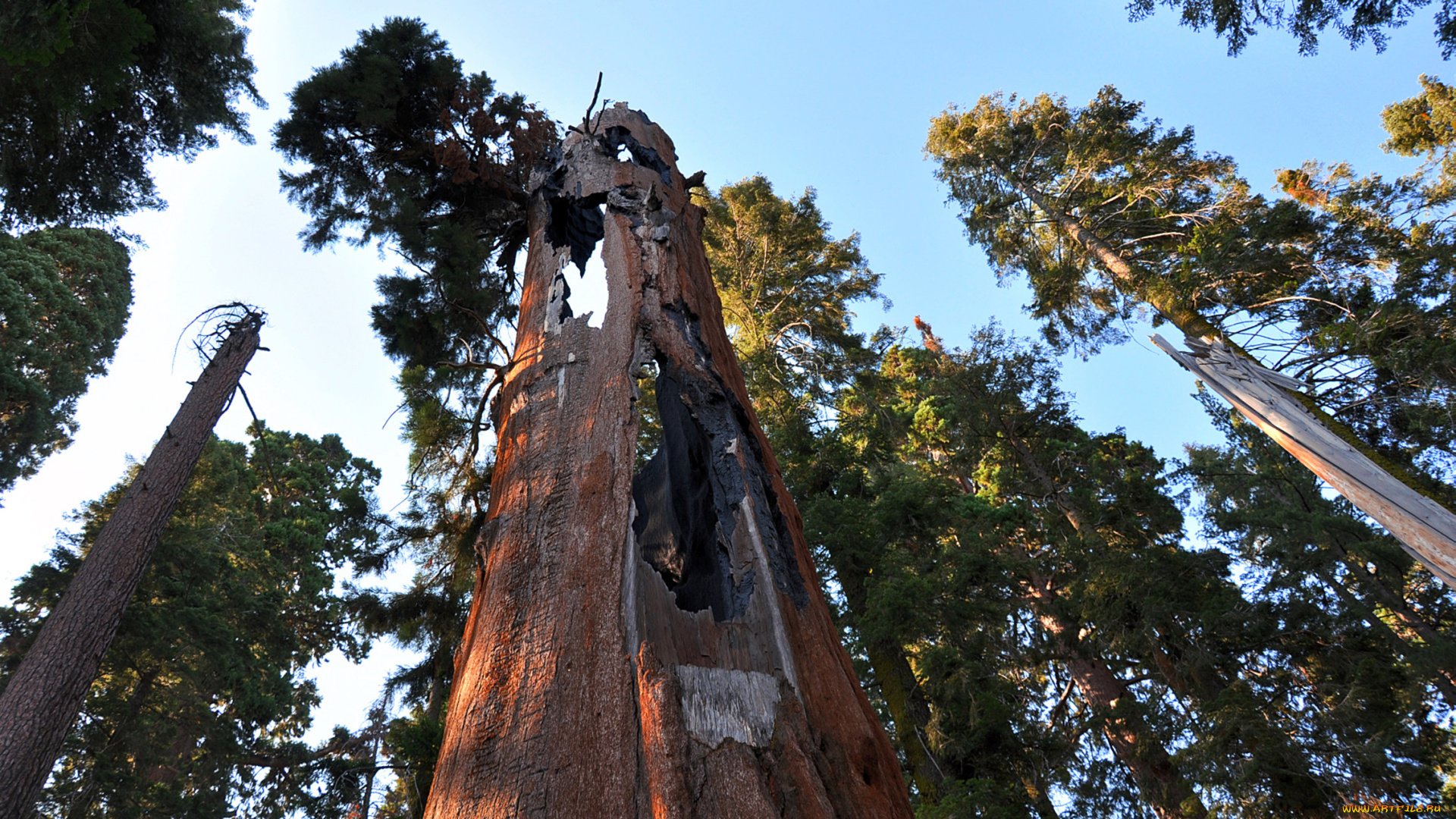 giant, sequoia, природа, деревья, лес, национальный, парк, дерево, giant, sequoia