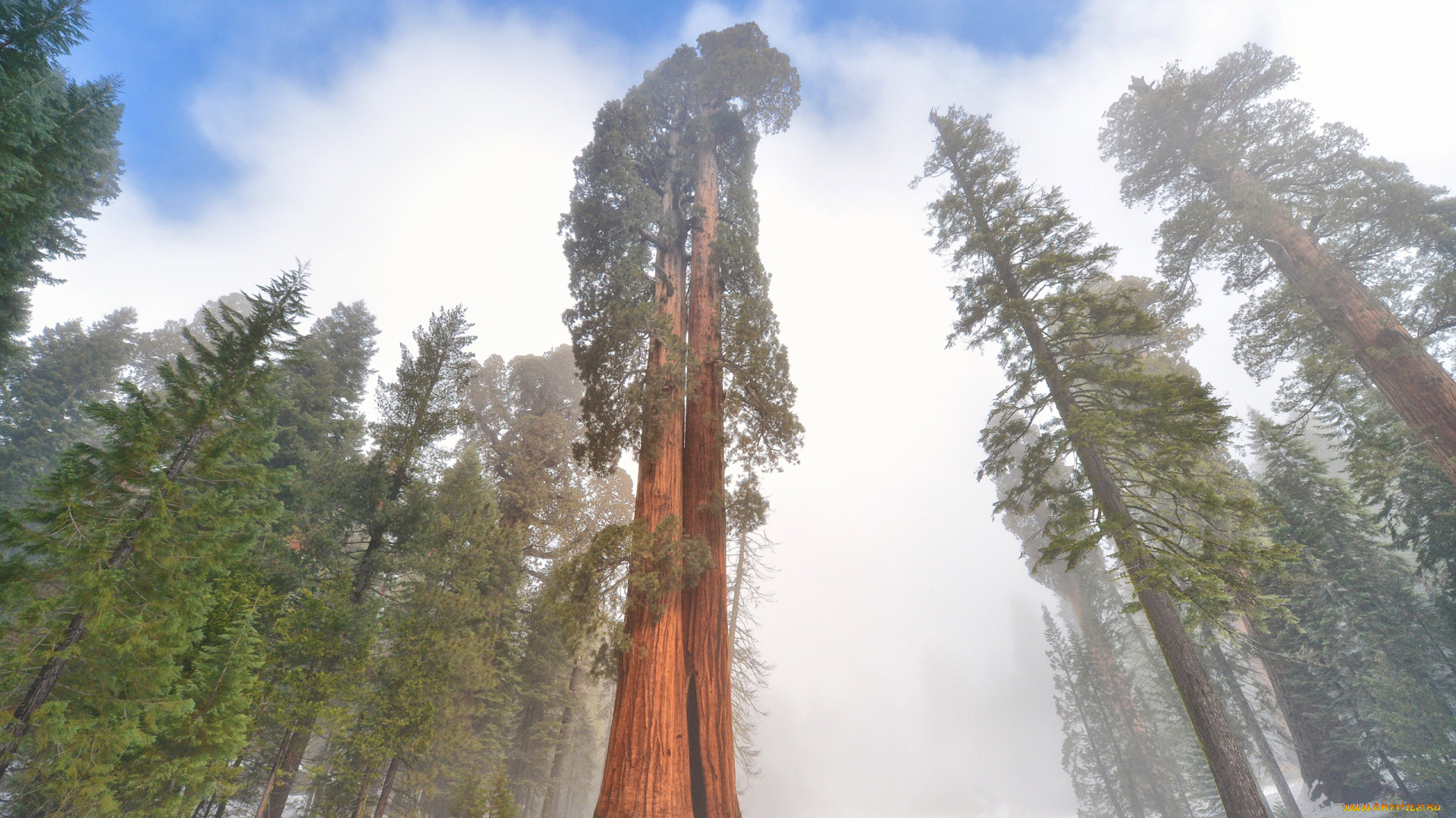 giant, sequoia, природа, лес, национальный, парк, дерево, giant, sequoia