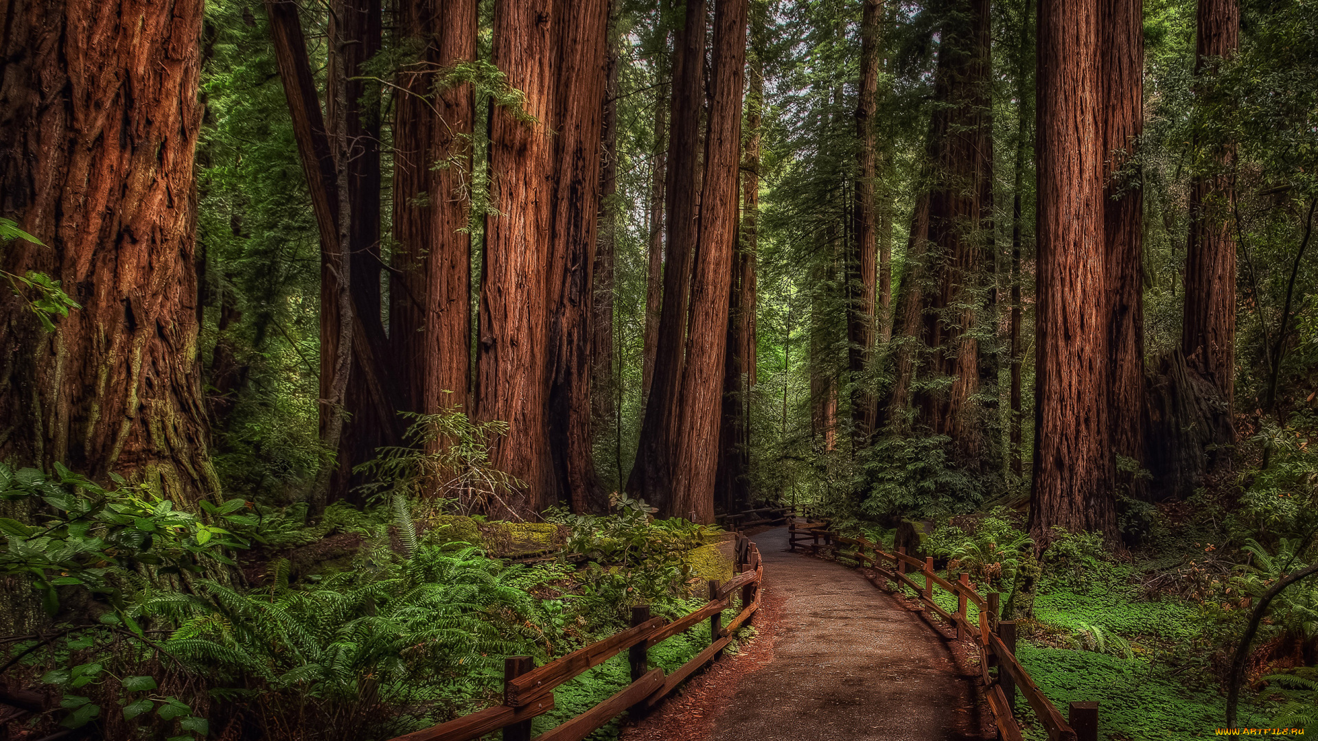 giant, sequoia, природа, парк, лес, дерево, giant, sequoia, национальный