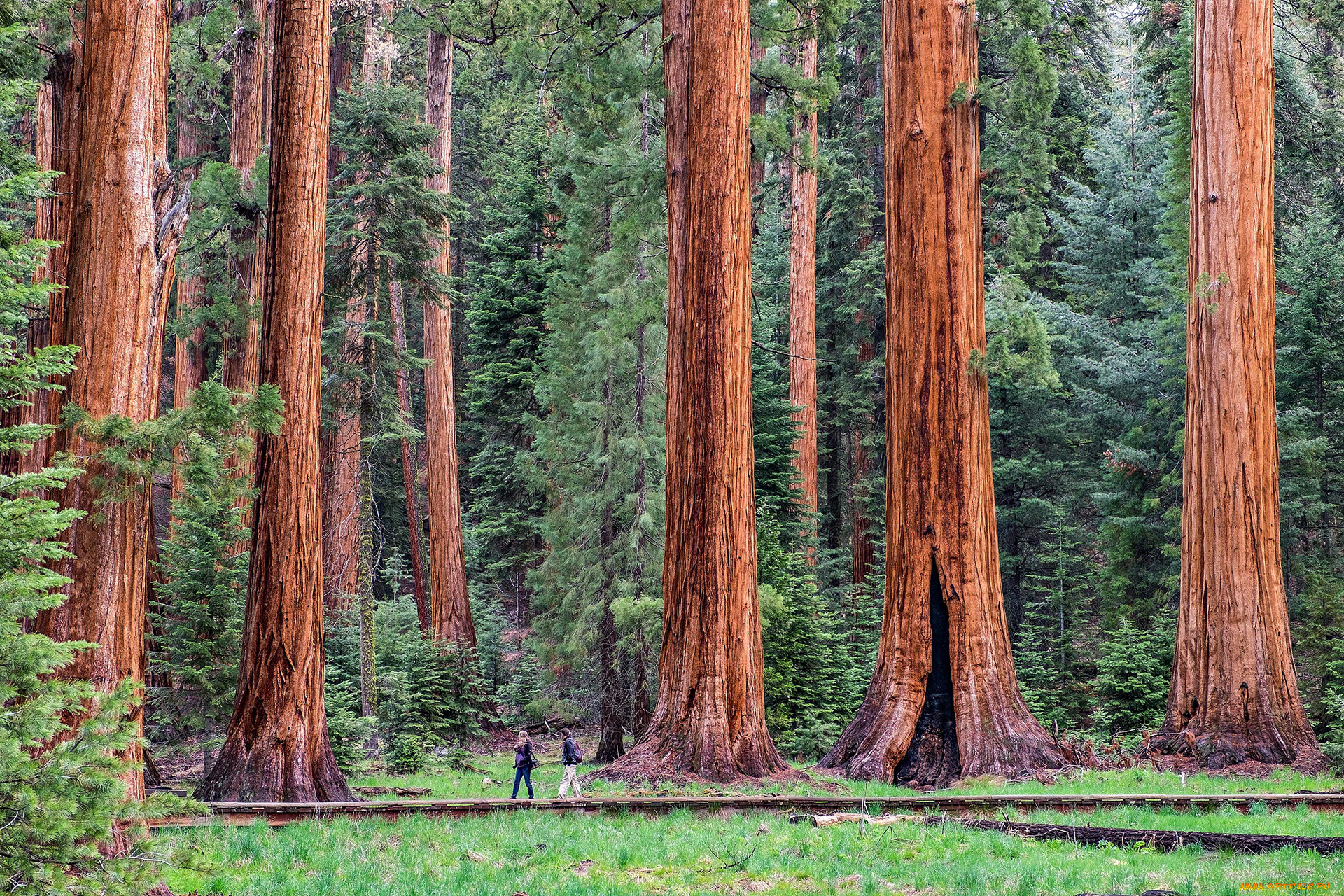 giant, sequoia, природа, лес, национальный, парк, дерево, giant, sequoia
