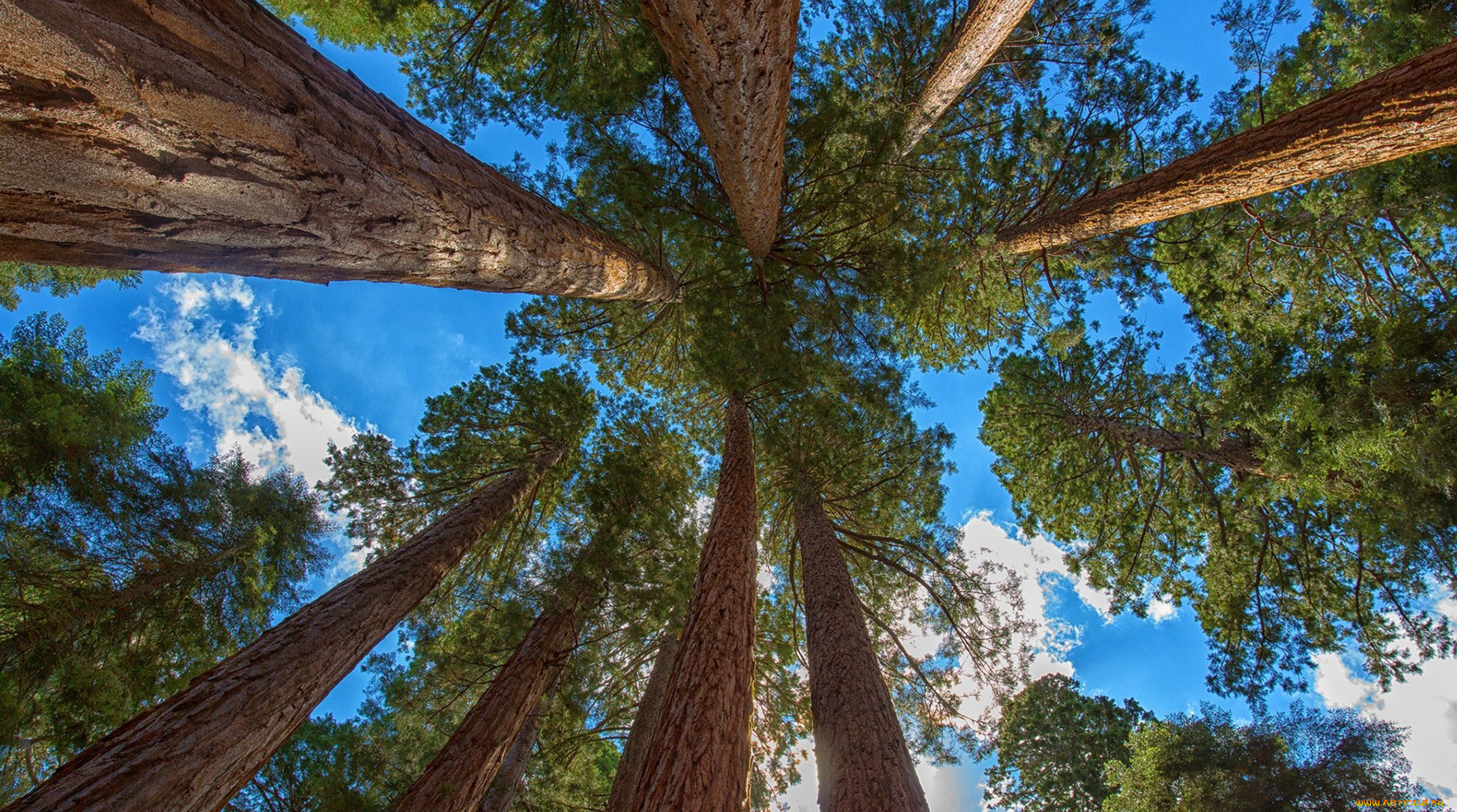 giant, sequoia, природа, деревья, дерево, giant, sequoia, лес, национальный, парк