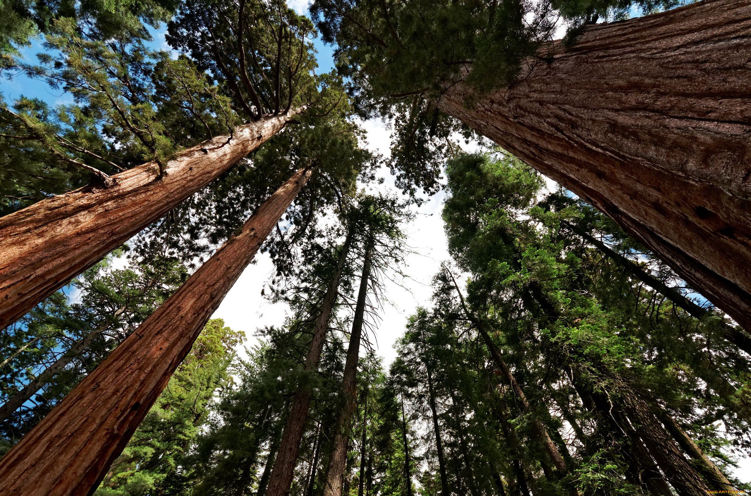 giant, sequoia, природа, деревья, лес, национальный, парк, дерево, giant, sequoia