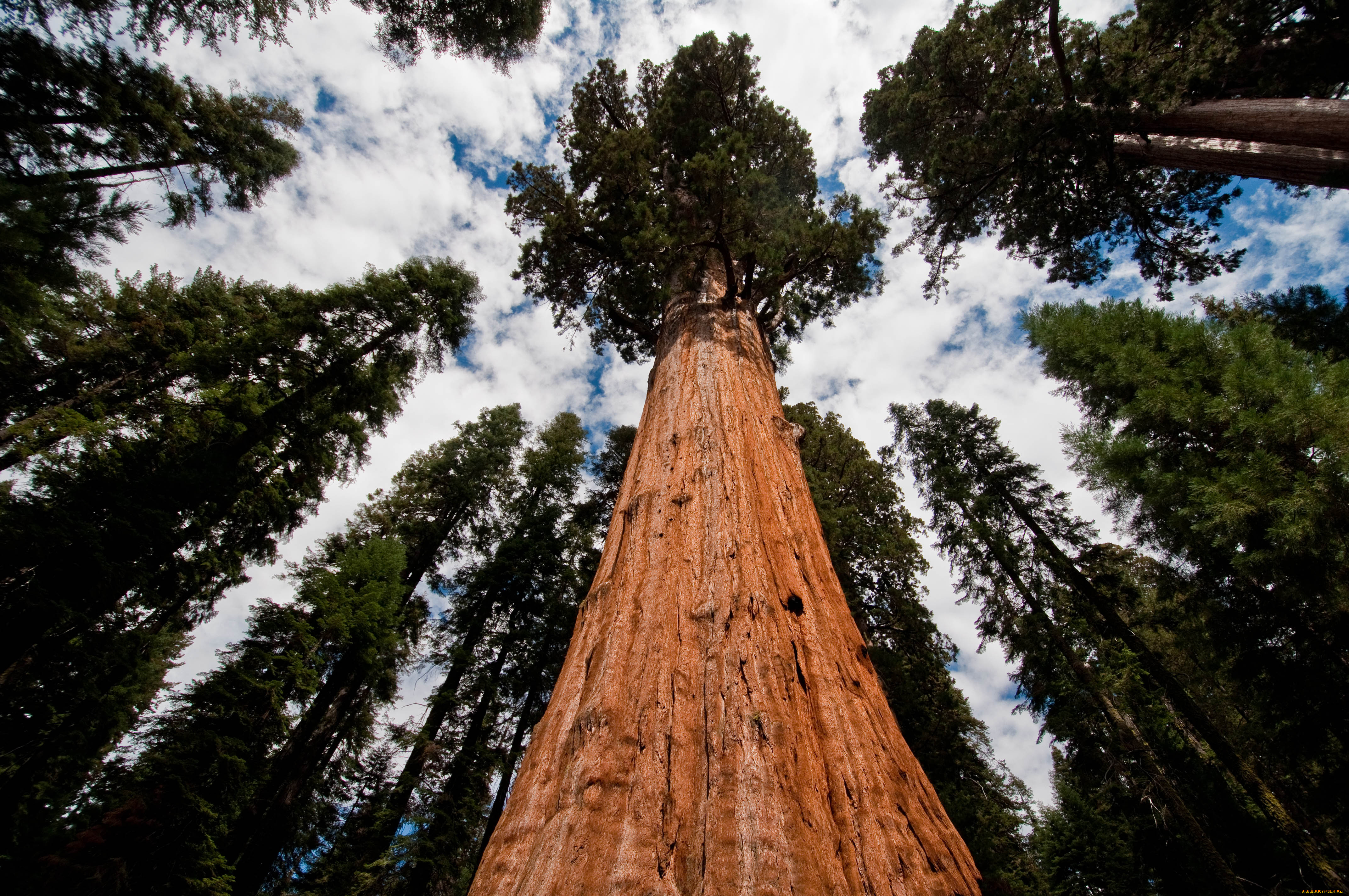 giant, sequoia, природа, деревья, дерево, национальный, парк, лес, giant, sequoia