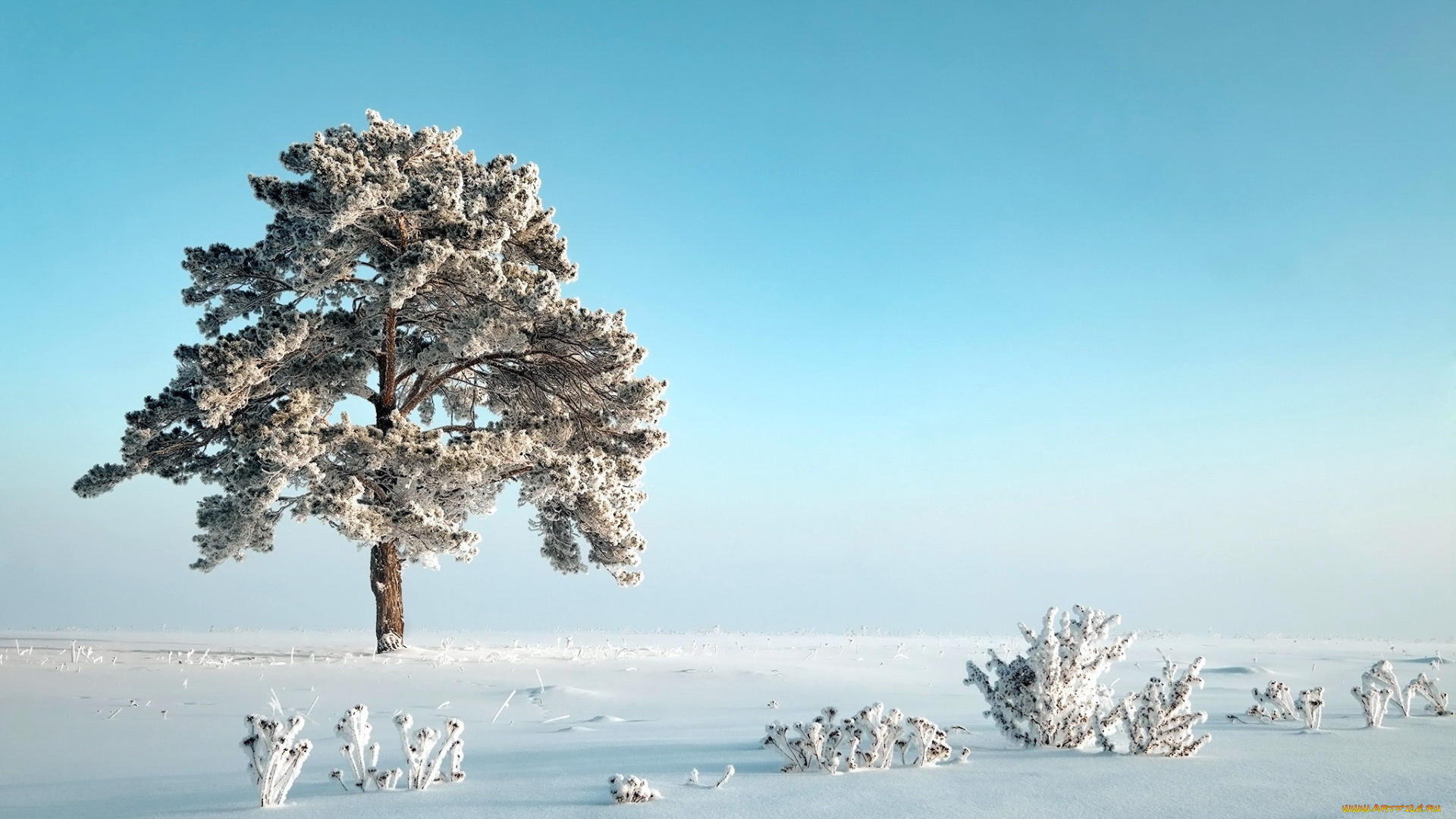 природа, зима, сугробы, снег