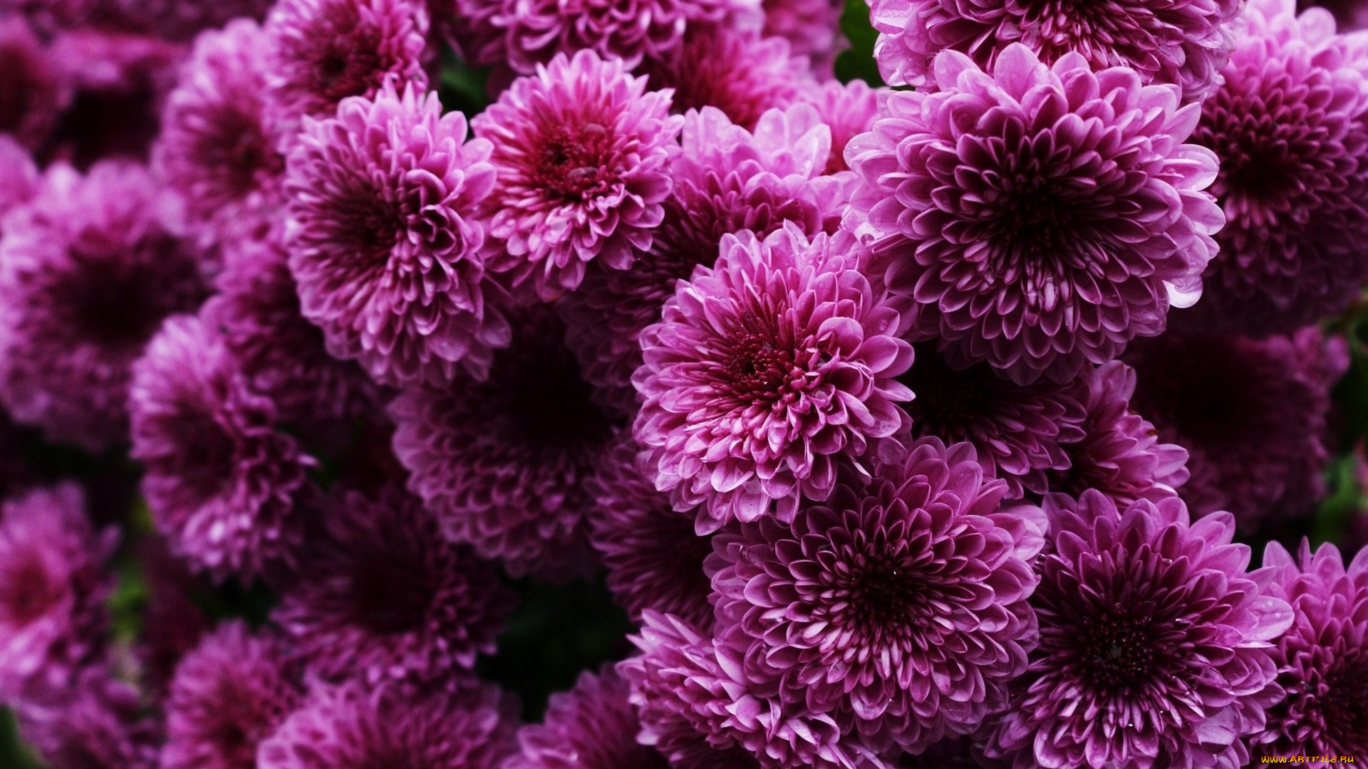 цветы, хризантемы, фиолетовые