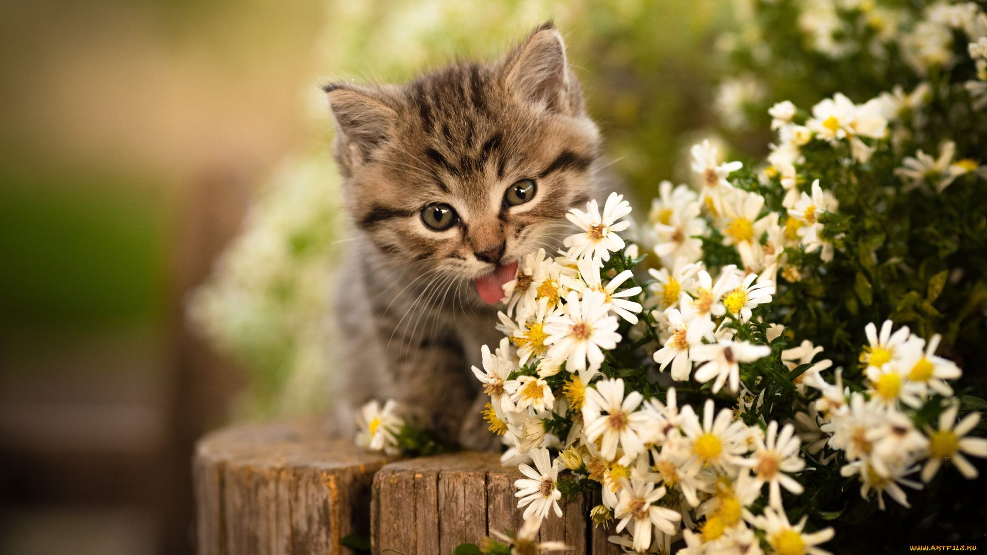 животные, коты, цветы, язычок, мордочка, котёнок