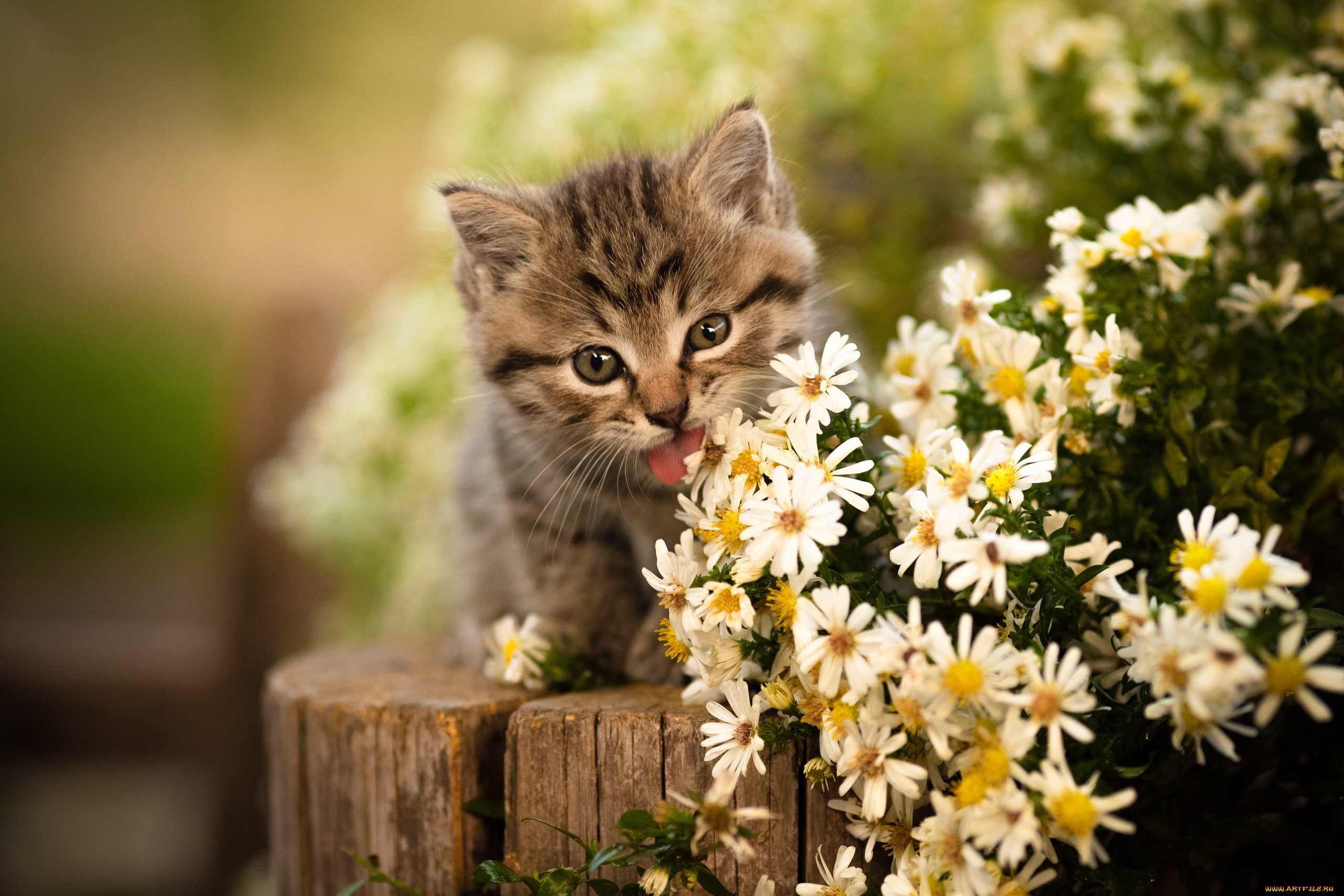 животные, коты, цветы, язычок, мордочка, котёнок