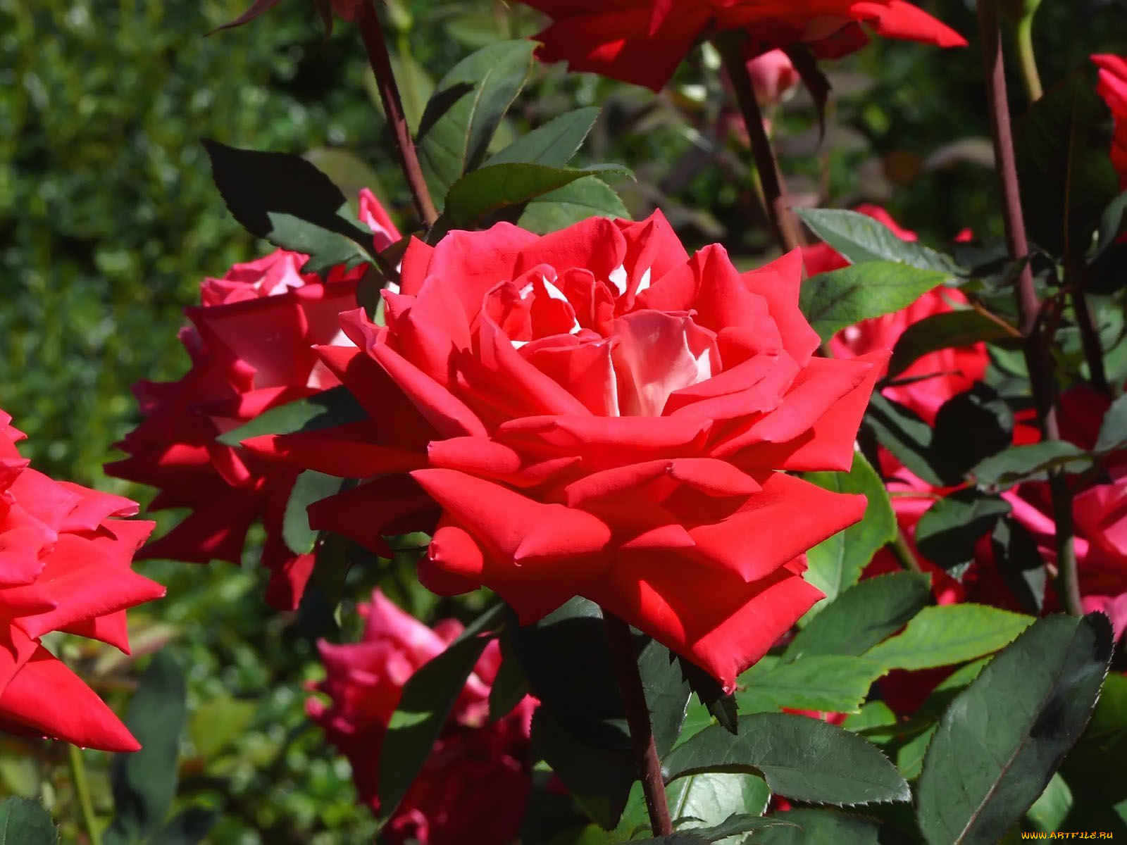 beautiful, fragrant, rose, цветы, розы