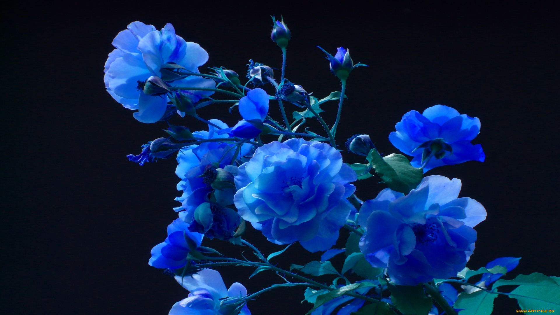 blue, blooms, цветы, розы, букеты