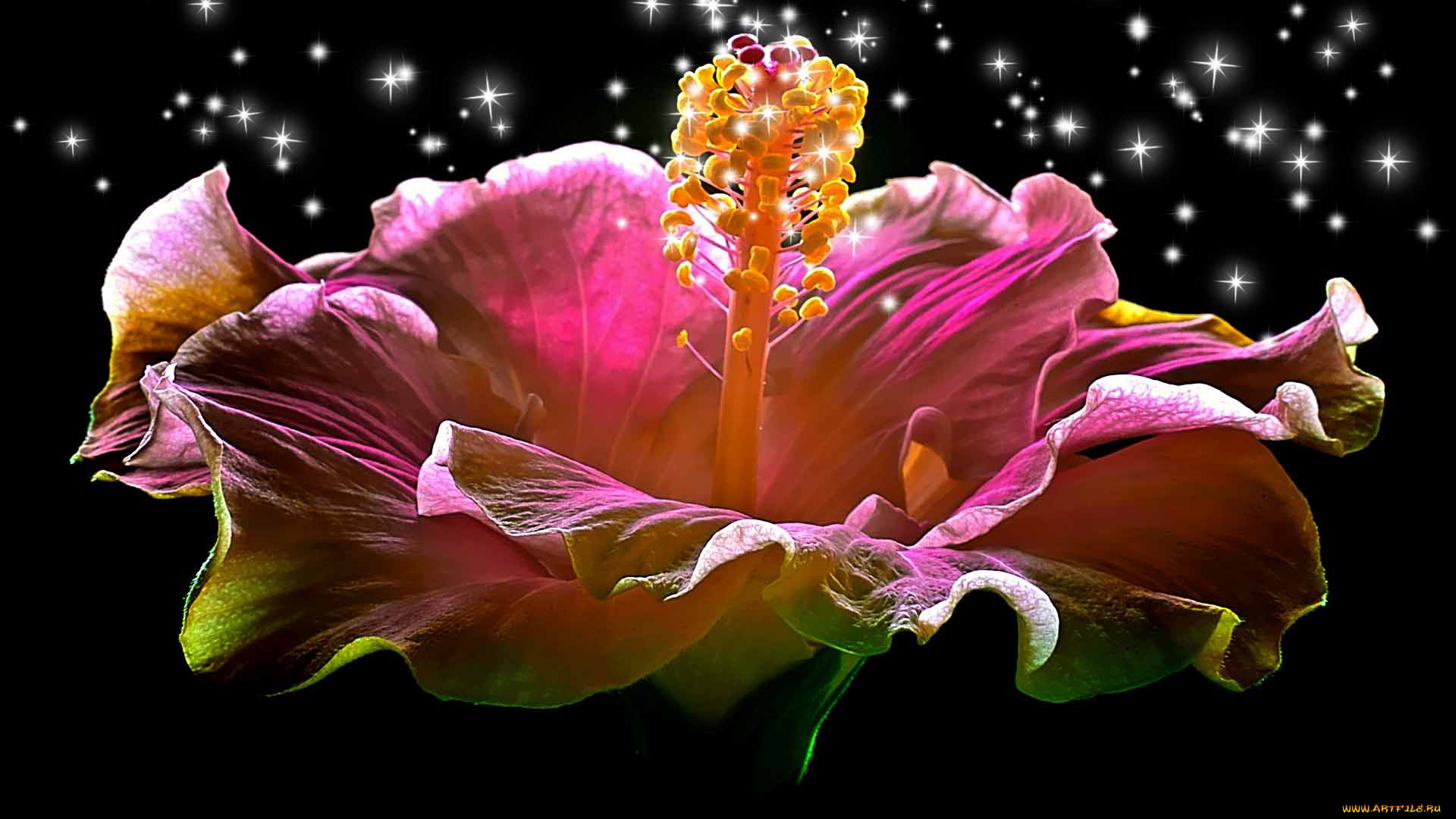 hibiscus, sparkling, heart, цветы, гибискусы, красота
