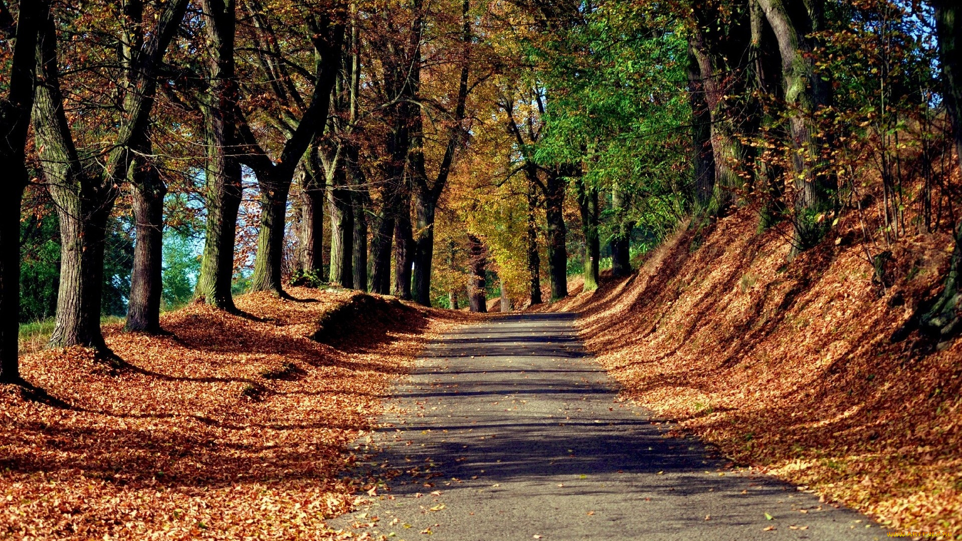 природа, дороги, осень, листва, деревья, дорога