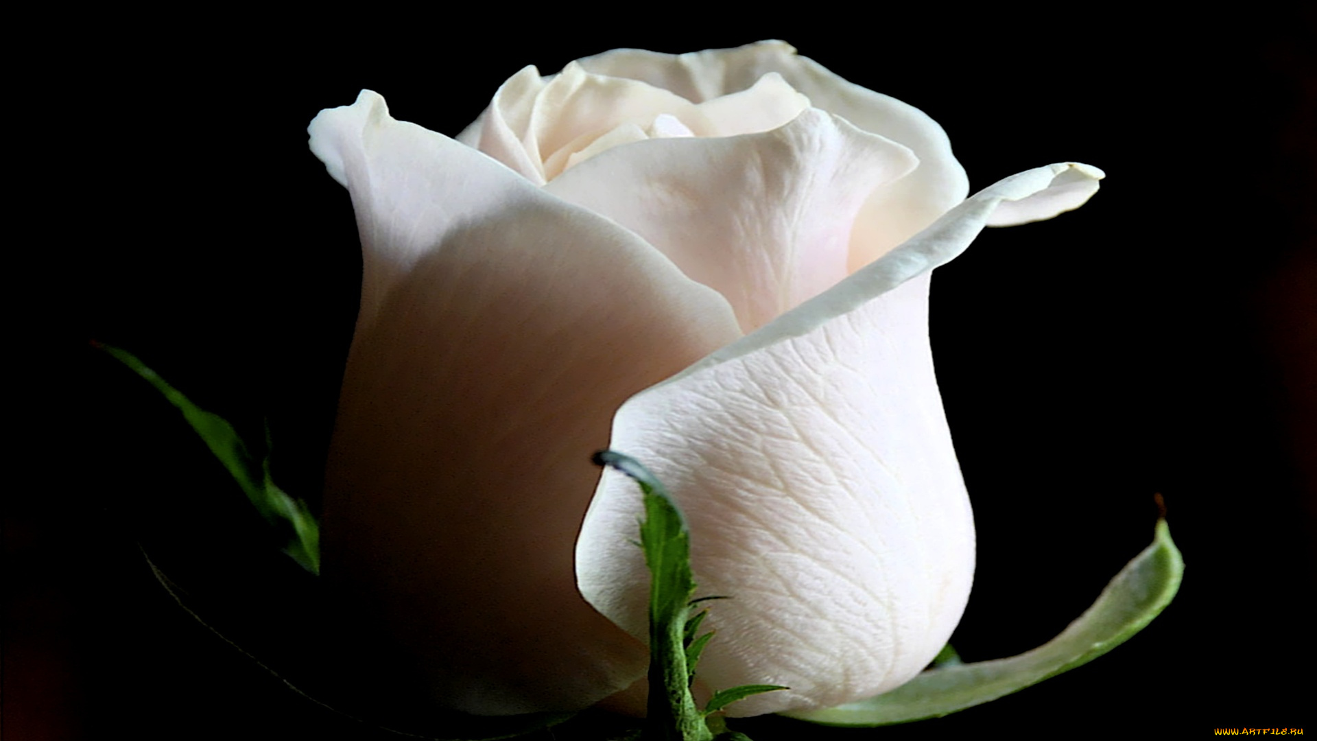 purity, heart, цветы, розы