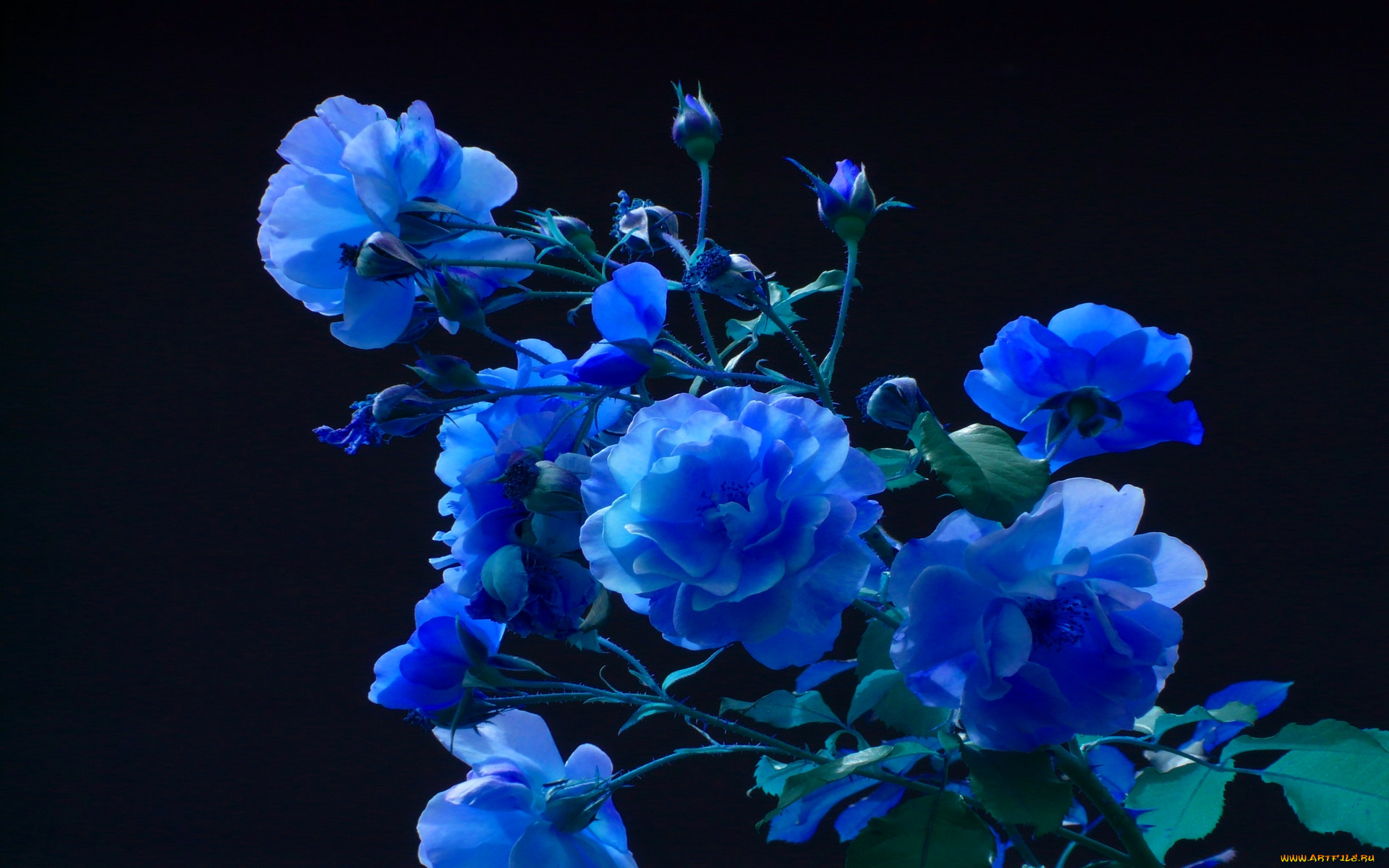 blue, blooms, цветы, розы, букеты