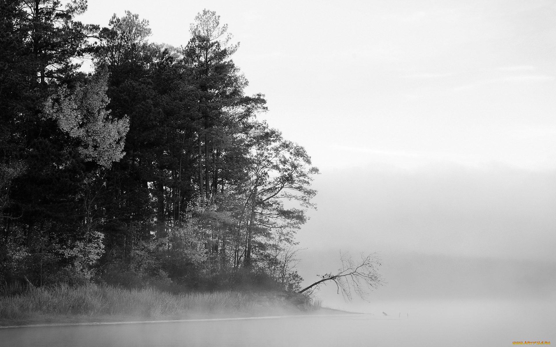 природа, деревья, туман
