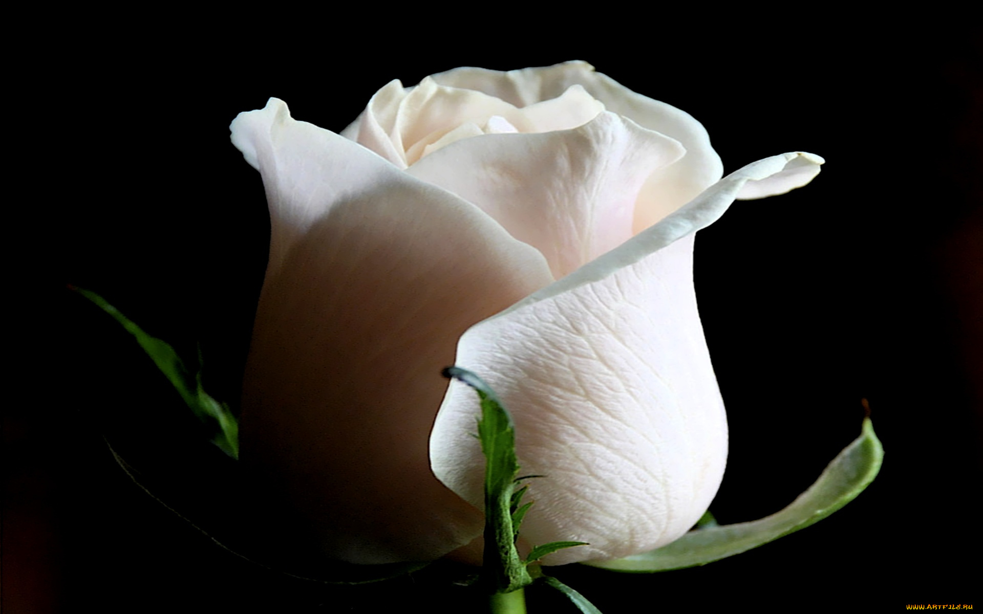purity, heart, цветы, розы