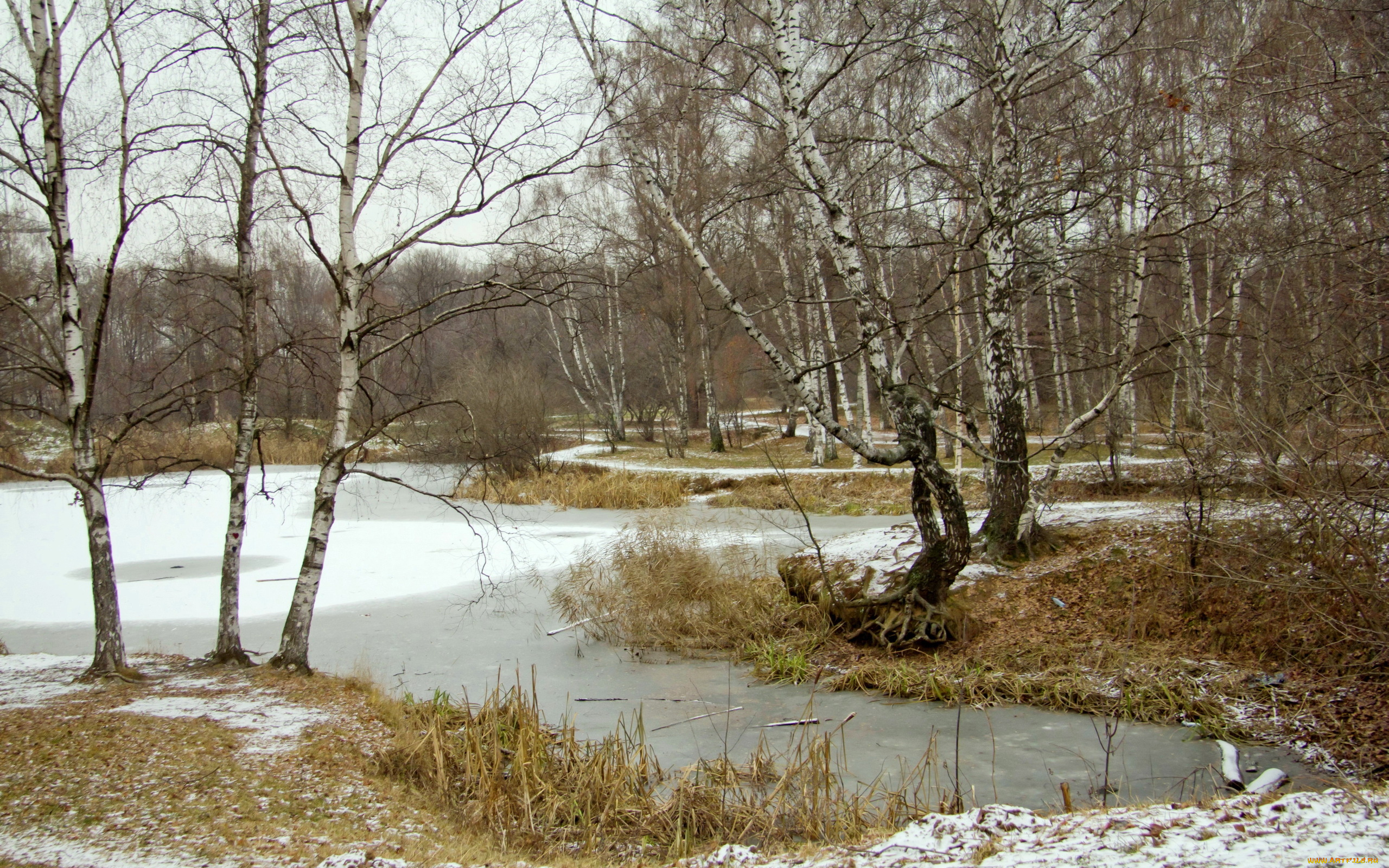 природа, деревья, осень, берёзы