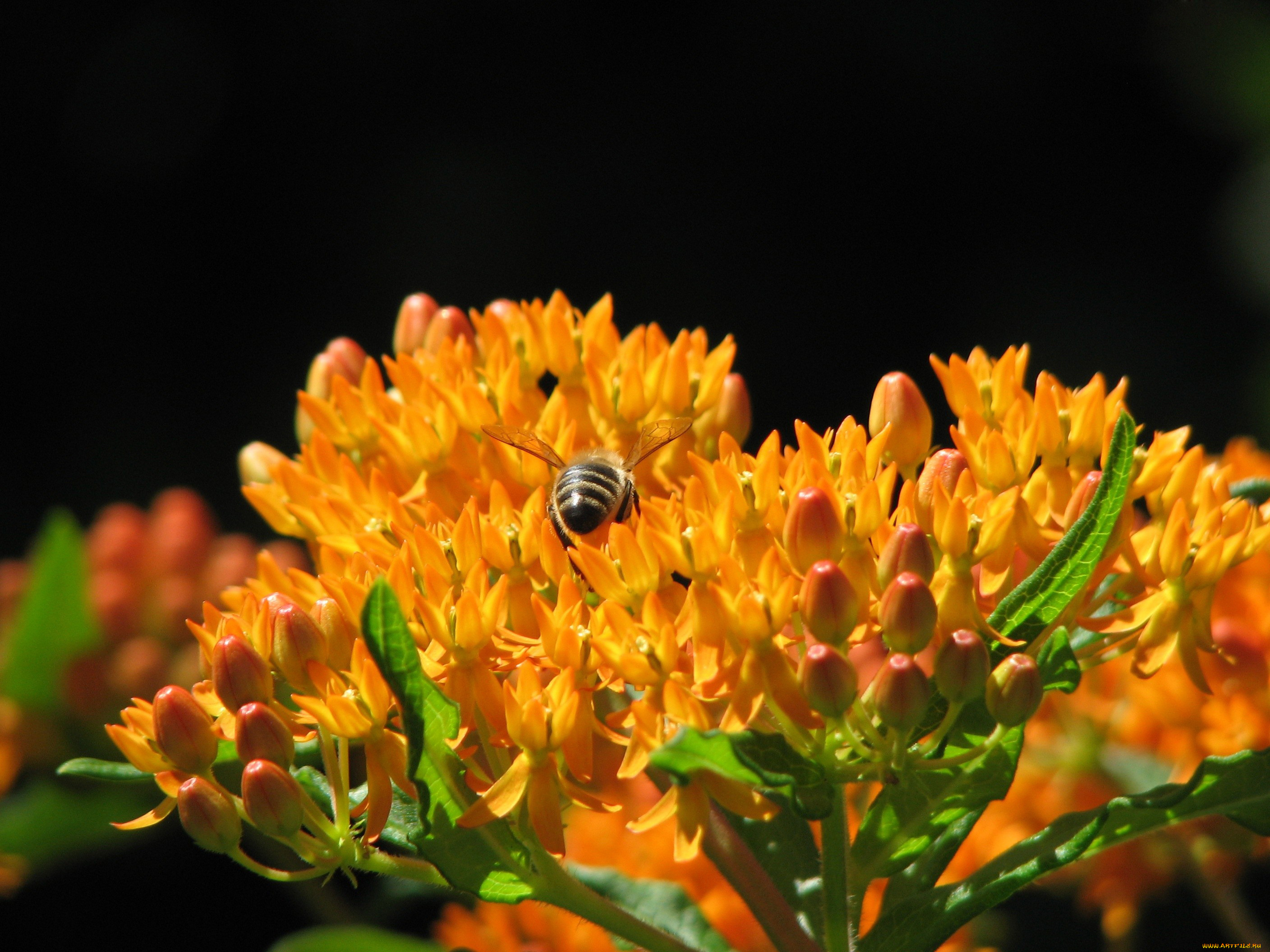цветы, каланхоэ, пчела, соцветие, бутоны