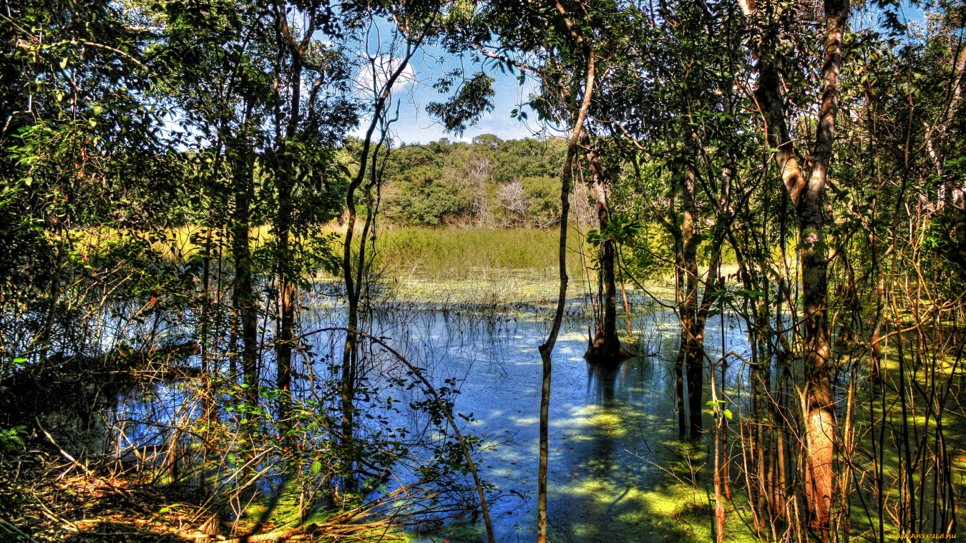 calakmul, мексика, природа, реки, озера, река, деревья