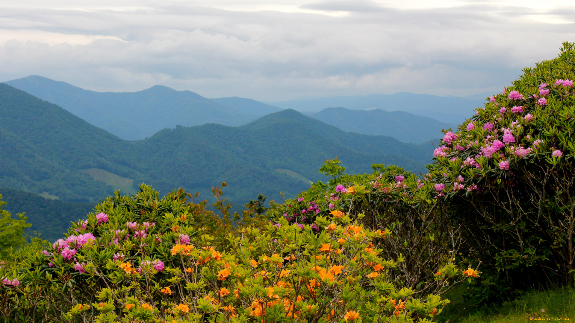 mountain, rhododendrons, north, carolina, природа, горы, пейзаж